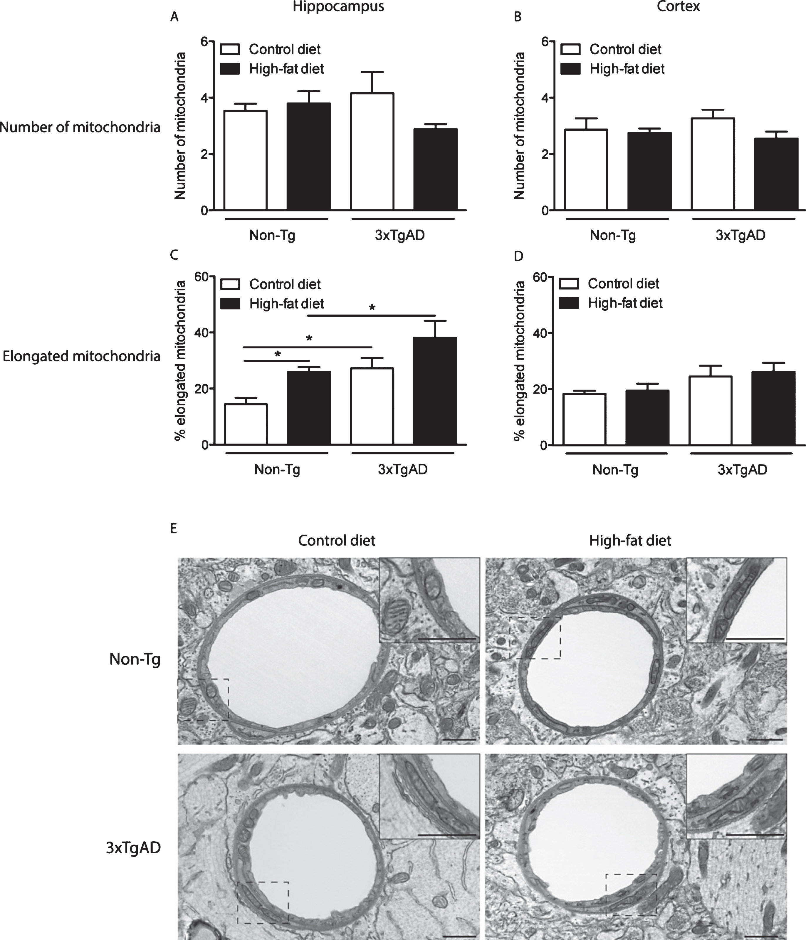 Mitochondrial length in hippocampal capillary endothelium is increased by a high-fat diet in Non-Tg control mice and in control fed 3xTgAD mice. Groups of Non-Tg and 3xTgAD mice were maintained on a control or high-fat diet from 2 months to 8 months of age and the number and length of endothelial mitochondria was measured in 10 random capillaries in the hippocampus (A, C) and cortex (B, D). The average number of mitochondria/capillary and the percentage of elongated mitochondria (defined as length > 0.5 μm) were calculated (A-D). Data are mean±SEM, n = 6-7/group (male and female). *p < 0.05; Two-way ANOVA with Bonferroni post hoc analysis. E) Electron micrographs illustrating the presence of mitochondria in the capillary endothelium in the hippocampus of Non-Tg and 3xTgAD mice fed a control or high-fat diet. High-fat fed Non-Tg and control and high-fat fed 3xTgAD mice presented with longer mitochondria compared to the normal endothelial mitochondria with round shape and form observed in control-fed Non-Tg mice. Dashed box represents the area of insert. Scale bars: 1 μm.