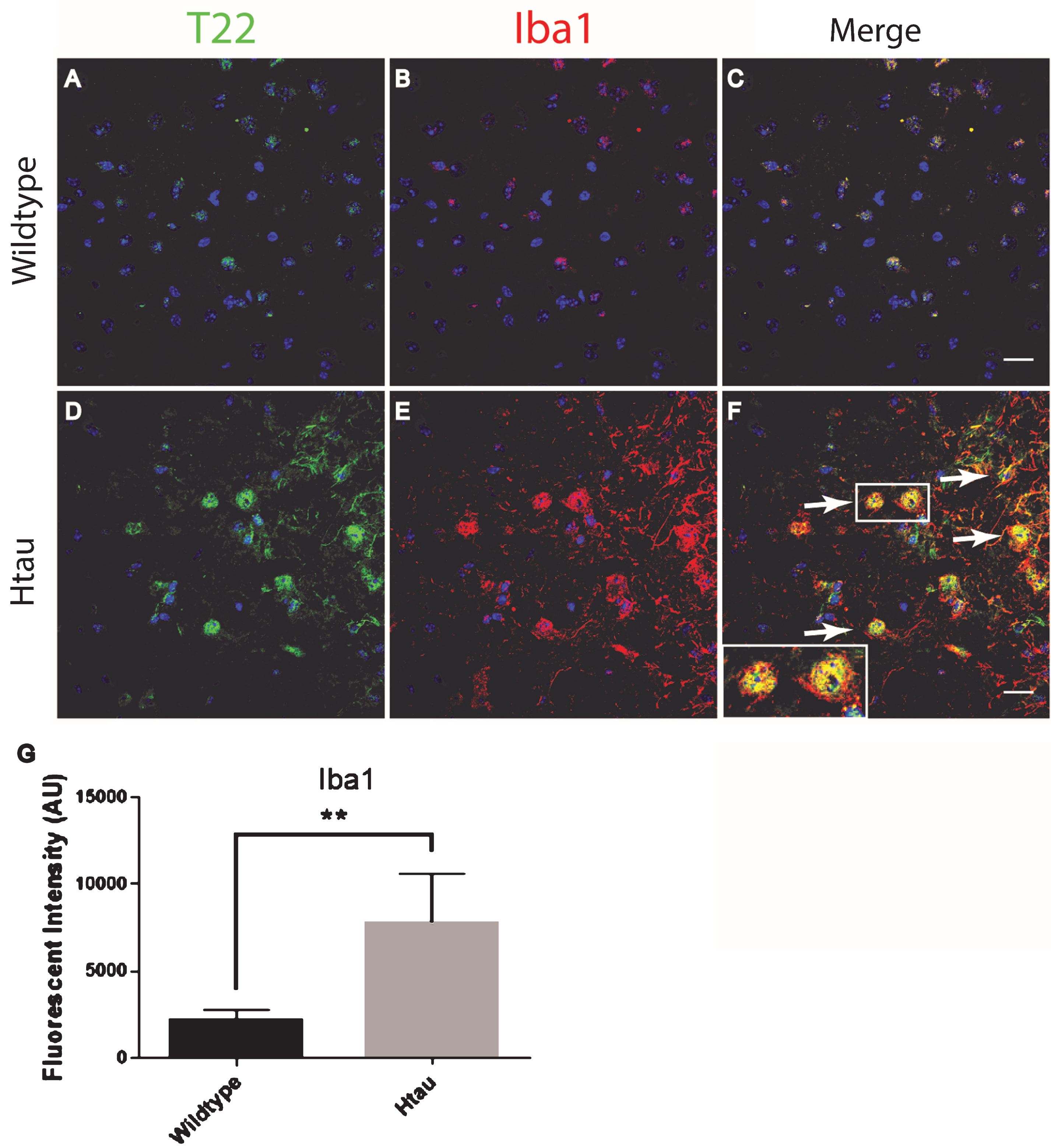 Microglia co-localized with tau oligomers in an aged human tau transgenic mouse model but not in wildtype mouse cortical brain regions. A-C) Minimal microglia Iba1 (red) activation was observed in WT mice. D-F) An increase in activated microglia detected by Iba1 was seen co-localizing with T22 positive tau oligomers (green) in 24-month-old Htau mice. A few examples of microglia co-localizing with T22 positive tau oligomers are indicated by the arrows. G) 24-month-old Htau mice had significantly higher Iba1 compared to WT according to corrected cell fluorescence. **p < 0.01. Scale bar 20 μm.