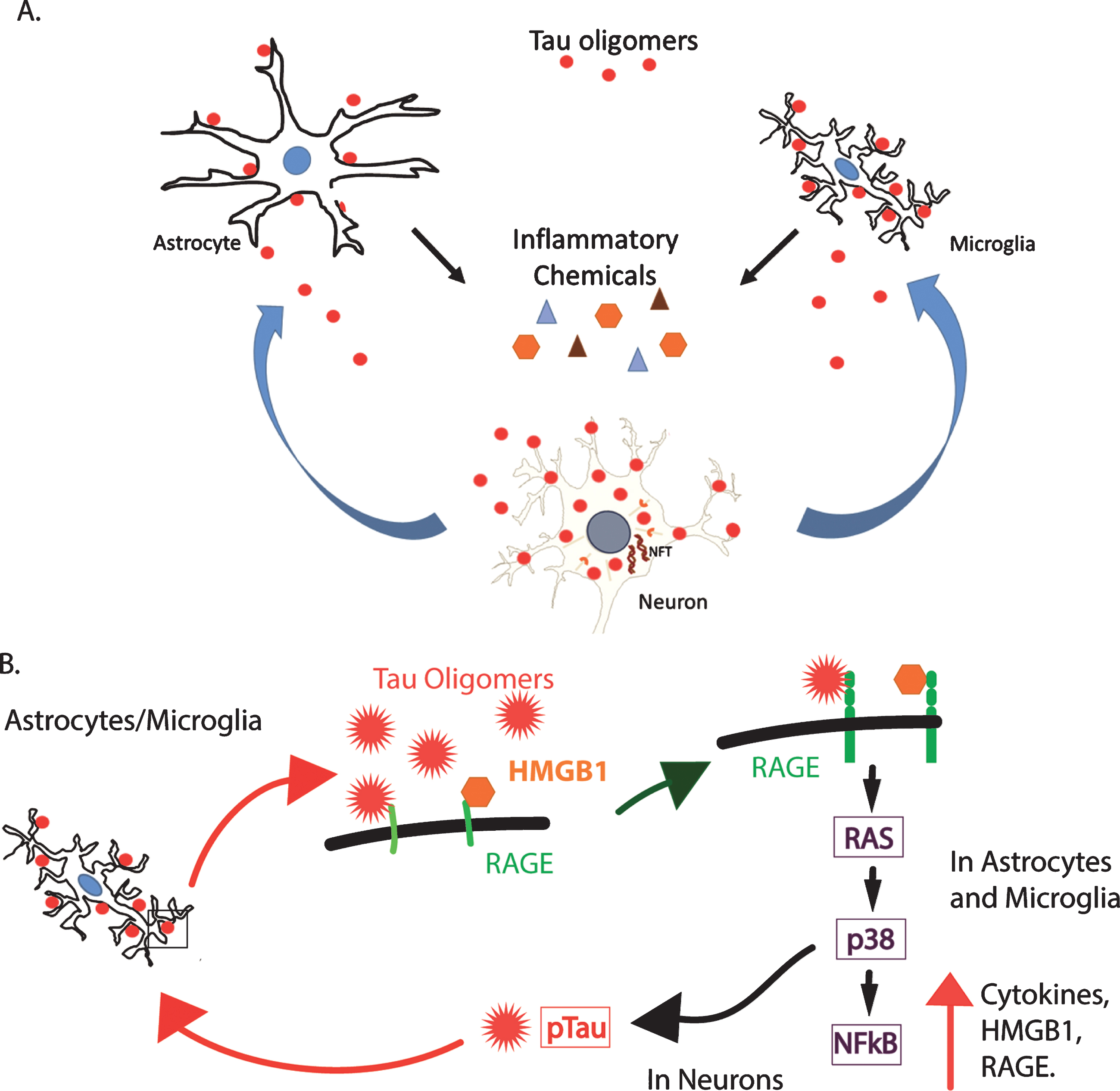A hypothetical model of the toxic relationship between tau oligomers and inflammation. A) Tau oligomers can spread from brain region to brain region, potentially triggering inflammation and the secretion of pro-inflammatory cytokines by interacting with astrocytes and microglia. The inflammation may become chronic, resulting in further damage to the neurons and in turn, increased inflammation and eventual cell death. B) RAGE, a potential receptor for tau oligomers, signals NFκB through several pathways including through RAS and p38. This increases the production of both RAGE and its ligand, HMGB1, initiating a feed-forward mechanism producing a state of chronic inflammation. Additionally, p38 is known to phosphorylate tau and may increase the abundance of hyperphosphorylated tau, which is more prone to aggregate into oligomers. This may, in turn, induce more inflammation through the production of more oligomers.