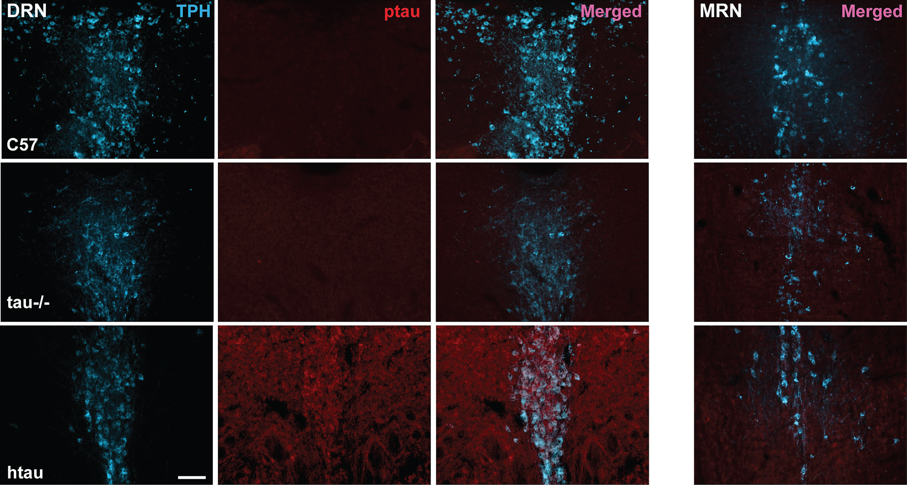 Phosphorylated tau (ptau) accumulation in trytophan hydroxylase (TPH)-positive cells of the DRN is evident in 4-month-old htau mice. Photomicrographs of immunofluorescent-stained DRN sections are shown in the first three columns for C57, tau-/-, and htau mice. All mice exhibit distinctly-labeled TPH cells; however, ptau-231 label is non-existent in C57 and tau-/- DRN. ptau-231 immunofluorescence is obvious in DRN sections of 4-month-old htau mice with substantial co-label of this marker in TPH-positive cells. Fourth column: Photomicrographs of merged channels of TPH and ptau for MRN from each respective animal. Note that ptau-231 fluorescence in htau MRN is weak compared to DRN. Scale bar = 100 μm.