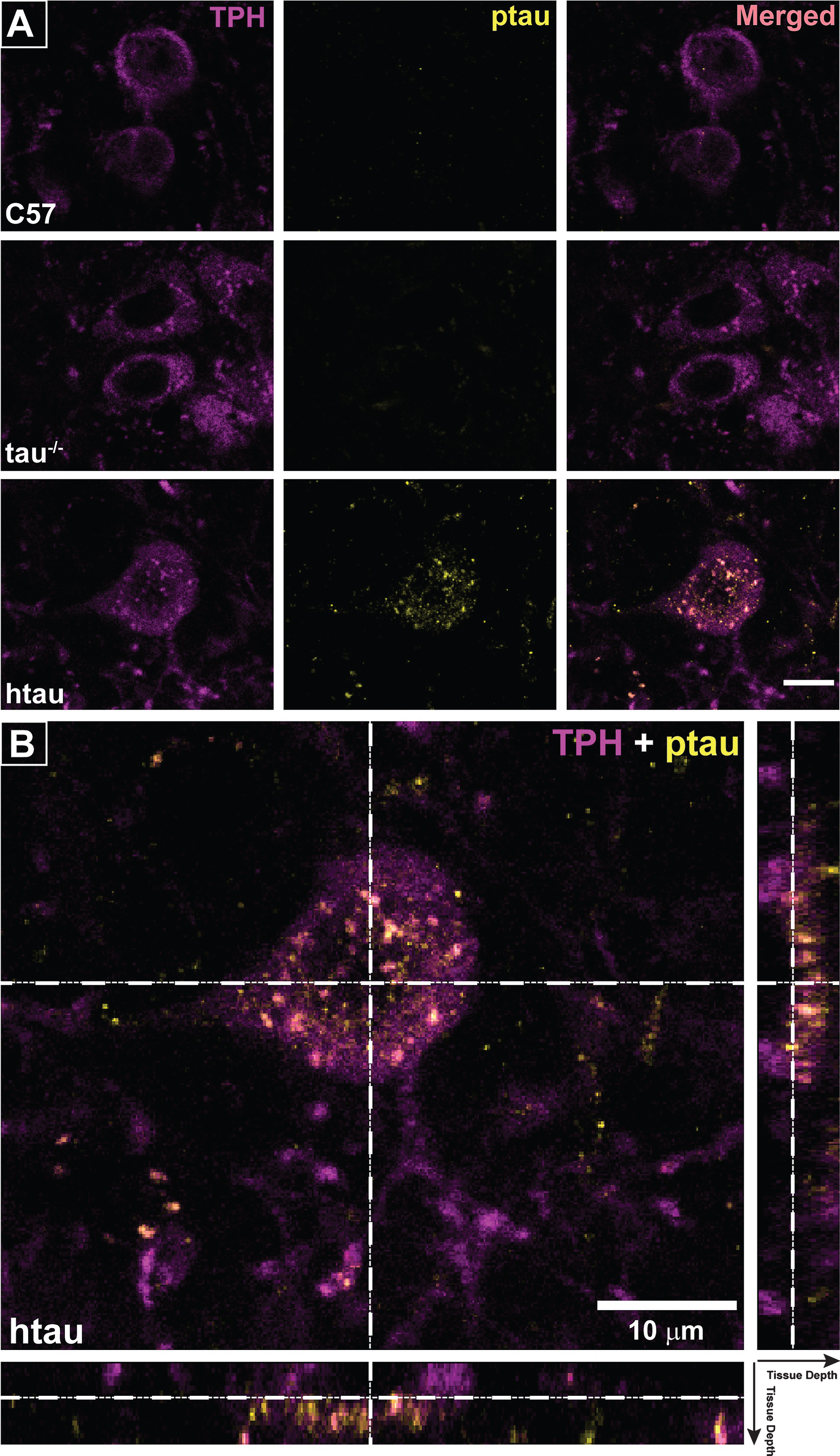 Co-localization of ptau-231 in tryptophan hydroxylase (TPH)-positive cells of 4-month-old htau DRN. A) Confocal images of single planes through rostral DRN at the level of the trochlear nuclei for C57, tau-/-, and htau mice. Phosphorylated tau (ptau) fluorescence is co-localized to TPH-positive cells in the htau section only. Scale bar = 10 μm. B) 3-D reconstruction of a TPH-positive cell in the htau DRN. Orthogonal views of the stack depict fluorescence label across tissue depth. Crosshairs (dashed lines) indicate the plane of section for the X, Y, and Z dimensions. The TPH-positive cell shows prominent ptau label in the cytoplasm of the soma with sparser puncta in TPH-positive processes.Scale bar = 10 μm.