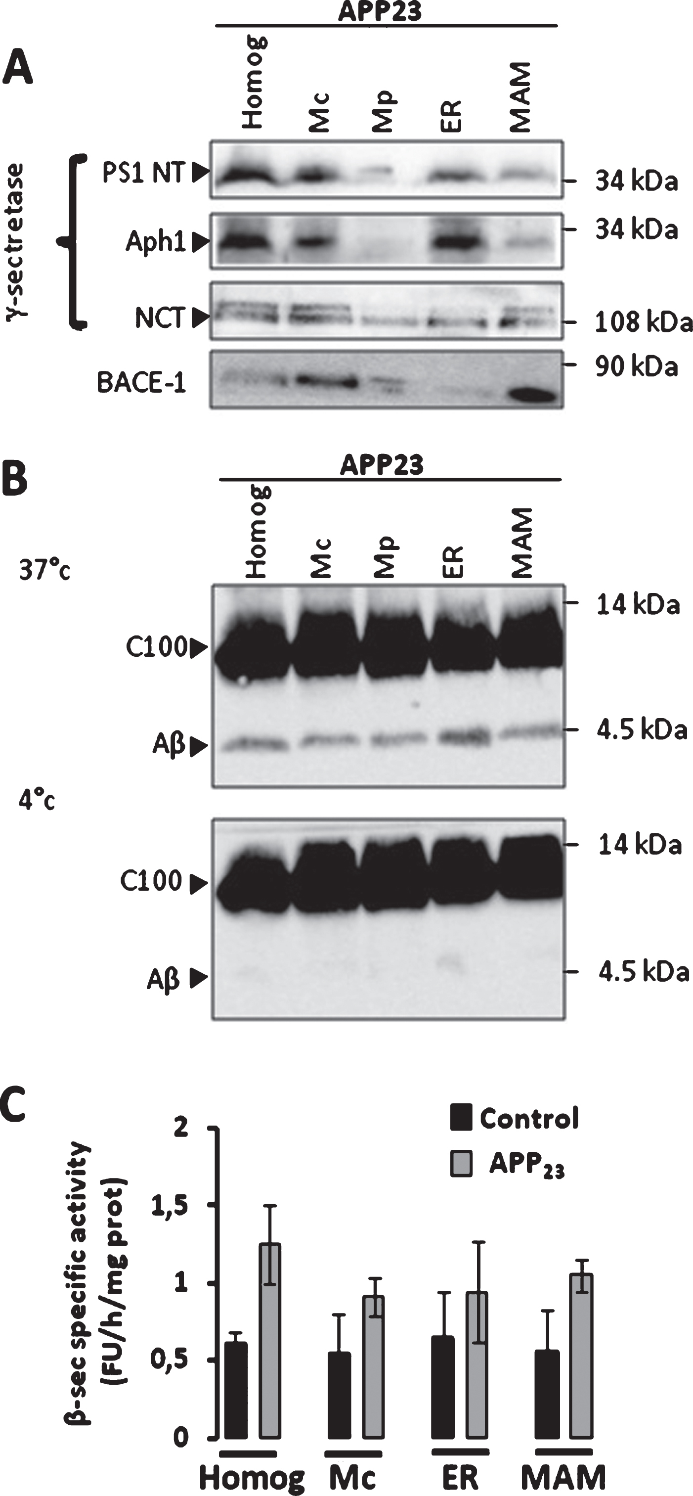 β-secretase and γ-secretase complex are present and active in MAMs fraction in mice brains. A) Representative SDS-PAGE of subcellular fractions isolated from APP23 transgenic mice as in Fig. 1 showing the expression of γ-seceretase complex (cleaved Presenilin 1 N-terminal fragment (PS1-NT); Anterior Pharynx-Defective 1 (Aph1); and Nicastrin (NCT)) and of β-secretase (BACE-1). B) Cell-free Aβ production from recombinant C100 peptide performed at 37°C or 4°C in the presence of subcellular fractions isolated from APP23 transgenic mice. C100 and Aβ were detected using 6E10 antibody. C) In vitro β-secretase specific activity in WT and APP23 mice brain fractions. The graph represents β-secretase specific activity obtained by subtracting residual activity in the presence of β-secretase inhibitor from total β-secretase activity and is expressed in fluorescent units (FU)/hour (h)/mg of proteins of each fraction. Data are presented as Mean±S.E.M. obtained from 3 independent experiments. Differences are statistically non-significant using ANOVA one-way and Newman-Keuls Multicomparison post-test.