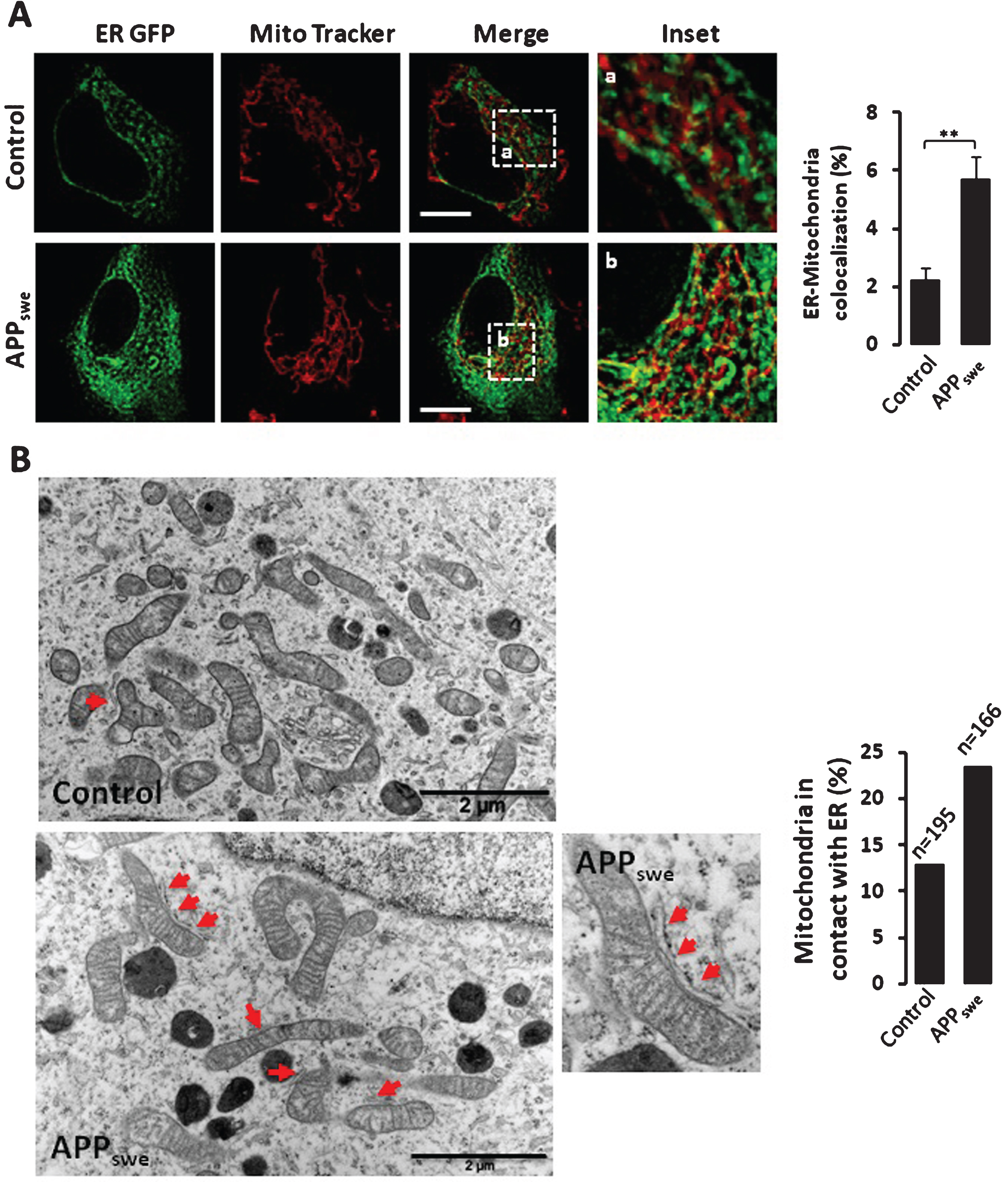 Increased ER-mitochondria contact sites in 
SH-SY5Y cells expressing APPswe. A) Quantitative analyses of the colocalization of ER and 
mitochondria in SH-SY5Y live cells expressing pcDNA3.1 [Control (n = 4) or APPswe 
(n = 7)]. ER is visualized by transfecting ER GFP (green). Mitochondria are stained with Mitotracker 
Deep red dye (red). Merge images show overlay of green and red signals. Insets (magnified overlay) showing ER and 
mitochondria colocalization depicted in yellow. The graph represents the quantification of ER and mitochondria 
colocalization presented as percentage of total mitochondrial volume (% mean±S.E.M.). **p 
value < 0.01 using Student’s t test. Scale bars represent 5 μm. B) Representative electron 
microscopy micrographs of control and APPswe expressing cells. Red arrows show mitochondria in 
contacts with ER. High magnificence of ER-mitochondria contacts is shown for APPswe cells. Data are 
presented as % of mitochondria in contacts with ER. Quantification was obtained from a total number of 
mitochondria in control (n = 195) and in APPswe expressing cells (n = 166). Scale 
bars represent 2 μm.