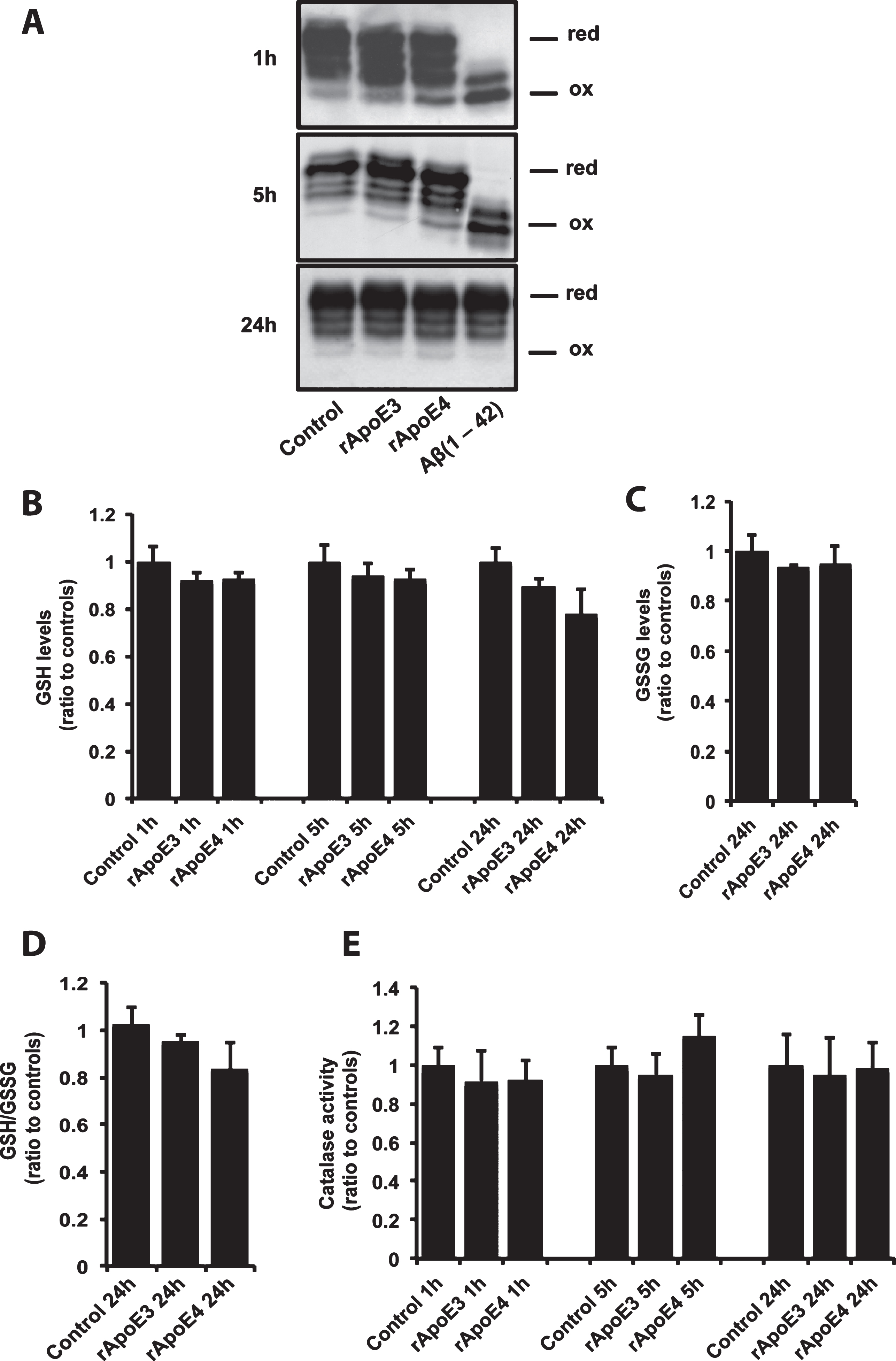 ApoE4 induces minor oxidative stress effects in SH-SY5Y cells. A) Trx1 redox status assessment using AMS gel shift assay. The pictures show representative images of four repeated experiments. Effects of rApoE on GSH levels (B) and on catalase activity (C). Bars represent mean values±S.E.M of six experiments and are presented as percentage of values for control cells at each time point (**p < 0.01; one-way ANOVA, Fisher’s PLSD post hoc test).