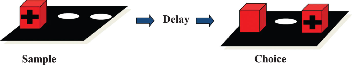 Delayed non match to position (DNMP): This task consisted of a sample presentation, a delay (starting with 5 sec) and a choice presentation. Choice of the non-sample position resulted in a food reward (indicated by the “+” sign).