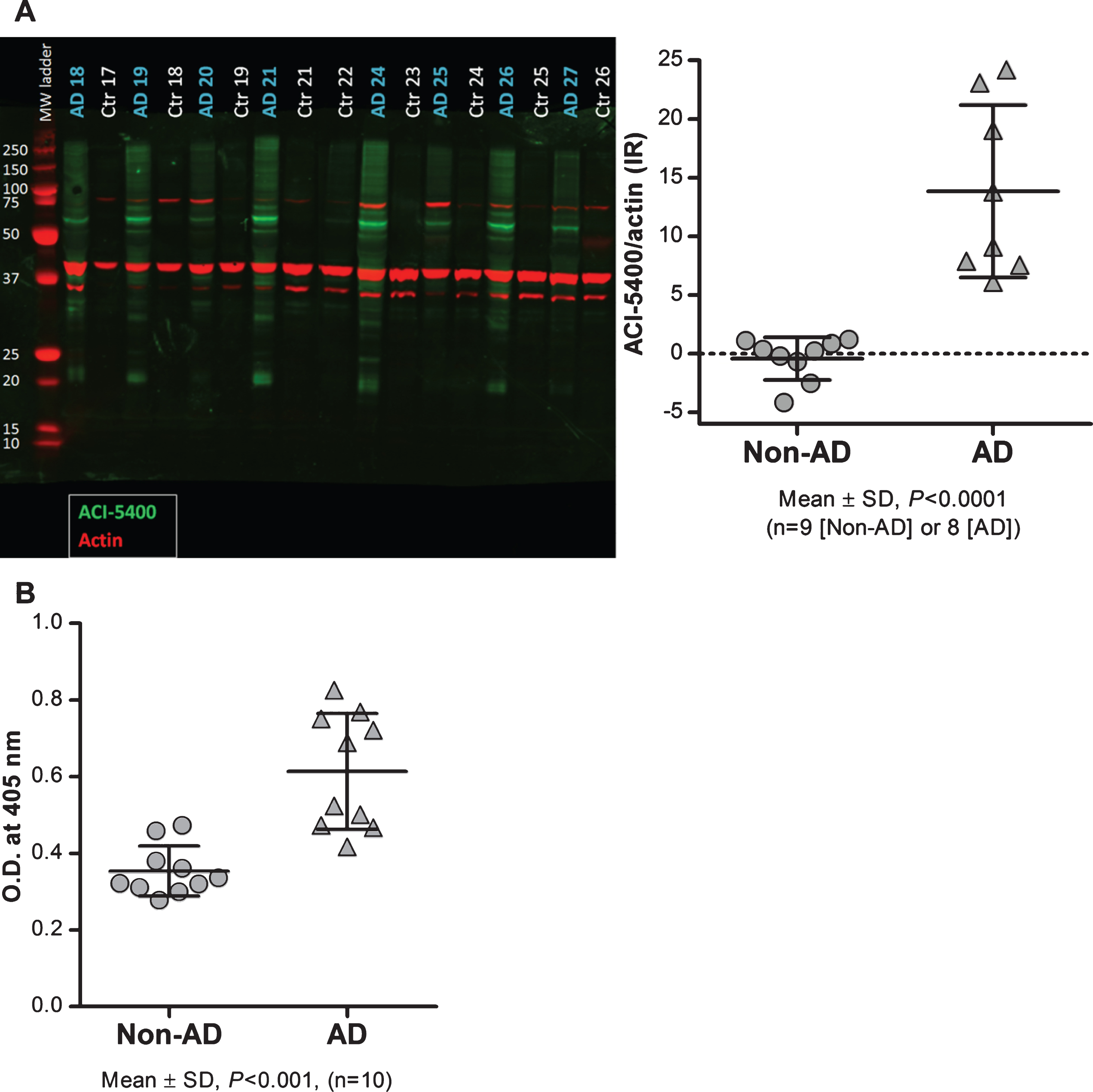 ACI-5400 detects significant higher levels of pathological Tau species in AD brain. Brain extracts from AD (n = 8) and non-AD (n = 9) subjects were analyzed by western blotting (A) and by a homotypic-ELISA (n = 10) using the ACI-5400 Mab (B). Blotting with the ACI-5400 Mab for pathological Tau species is represented in panel A by green signals for ACI-5400, red signals for actin, and with quantitation shown to the left. In panel A and panel B, individual values and means±SD are shown. In both assays the difference between non-AD and AD was statistically significant as indicated under each graph.