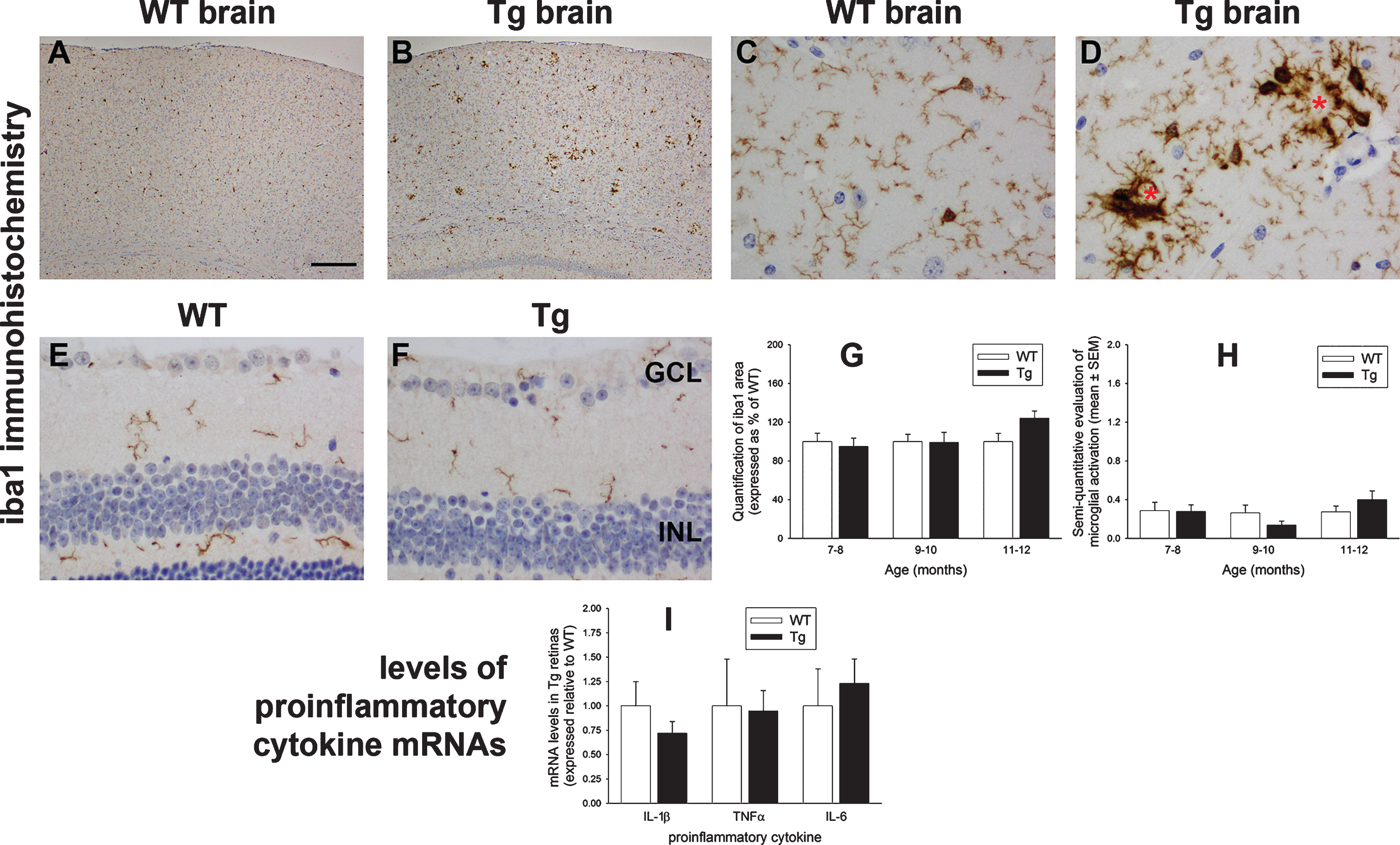 Analysis of microglia and proinflammatory cytokine levels in WT and Tg mice. Representative images of iba1 immunolabeling in 10-month-old WT and Tg parietal cortex (A, B) and hippocampus (C, D). In Tg brains, reactive microgliosis is evident surrounding amyloid plaques, signified by red asterisks. E, F) Representative images of iba1 immunolabeling in 11-month-old WT and Tg retina. Microglia in both cohorts display ramified morphologies. G, H) Quantitative evaluation of iba1 area and semi-quantitative evaluation of activations status of iba1-positive cells. (I) Levels of IL-1β, TNFα, and IL-6 in Tg retinas as measured by qPCR. Data are normalized for GAPDH and expressed relative to WT. For all analyses, data are expressed as mean±SEM, where n = 10 for each age-matched group. Student’s unpaired t-tests revealed no significant differences between WT and Tg cohorts for any of the parameters measured. Scale bar: A, B = 250 μm; C-F = 25 μm. GCL, ganglion cell layer; INL, inner nuclear layer; ONL, outer nuclear layer.