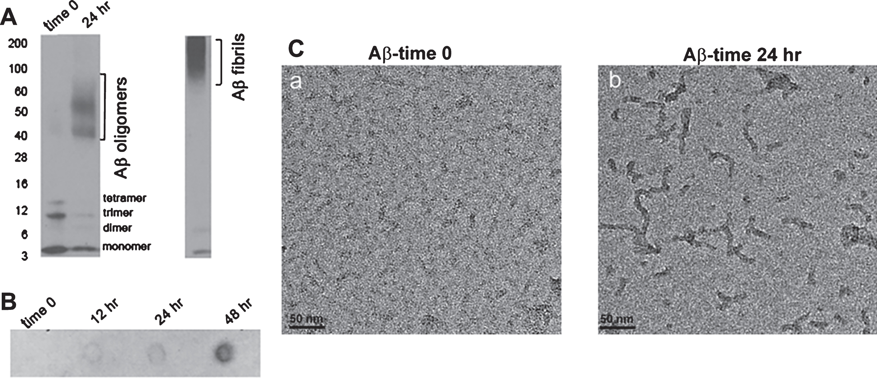 Characterization of Aβ oligomer. Disaggregated Aβ42 was incubated at room temperature for 24 h as indicated in the Methods. A) SDS PAGE of Aβ42 at time 0 and 24 h after the start of incubation. Western blotting was performed with anti-Aβ antibody, 6E10. On the left are shown molecular weight markers. Aβ oligomers migrate between 40 and 90 kDa marker. Western blot of Aβ fibrils is shown for comparison. B) Aβ oligomers were identified by dot blotting performed with A11 antibody. Notice with the dot blot an increase in Aβ oligomers with increased incubation time. C) Electron micrograph of Aβ42 at time 0 (a) and 24 h after the start of incubation (b).