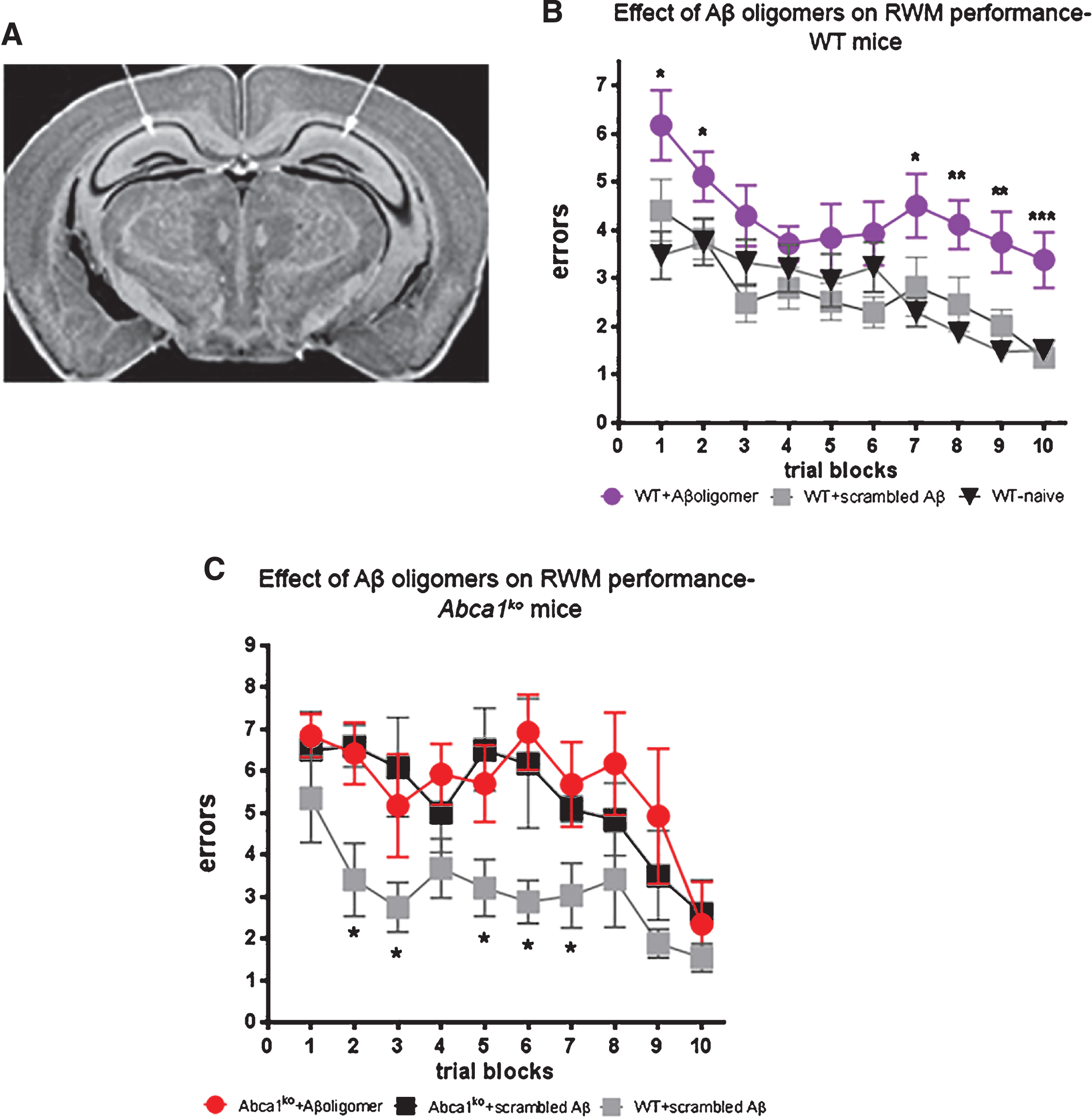 Infusion of Aβ oligomers into the hippocampus differentially affects cognitive performance in WT and Abca1ko mice. Aβ42 oligomers (characterized on Fig. 2) were infused into the hippocampus of 7-month-old WT or Abca1ko mice and cognitive performance was evaluated by Radial arm water maze (RWM) paradigm. Control mice were infused with scrambled Aβ. As additional control, we used WT naïve mice without surgery. A) Represents the location of cannulas implanted into the hippocampus. B) Cognitive performance of WT mice is significantly affected by Aβ42 oligomers but not by scrambled Aβ. Analysis by two-way repeated measures ANOVA shows no interaction between training and treatment; however there was a significant main effect of treatment (Aβ42 oligomers); F(2,279) = 17.84, p < 0.0001 and trial block (trial block); F(9,279) = 7.99, p < 0.0001. Post-test for multiple comparisons demonstrates the difference between mice infused with Aβ42 oligomers and scrambled Aβ (compare purple circles to grey squares): ***p < 0.001; **p < 0.01; *p < 0.05. n = 11 –12 mice per group. C) There is a significant difference in RWM performance between WT and Abca1ko mice infused with scrambled Aβ. In contrast there is no significant difference in RWM performance between Abca1ko mice infused with Aβ42 oligomers and scrambled Aβ. Analysis by two-way repeated measures ANOVA shows no interaction between training and treatment; but a significant main effect of treatment; F(2,90) = 5.56, p = 0.0238 and training F(9,90) = 6.29, p < 0.0001. Post-test for multiple comparisons demonstrates the difference between WT and Abca1ko mice infused with scrambled Aβ (compare black to grey squares): *p < 0.05. n = 4 –5 mice per group.