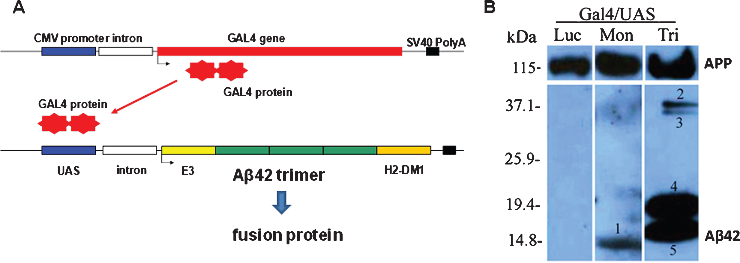Schematic representation of the plasmid system (Gal4 activator, UAS/DNA Aβ42 trimer responder) and analysis of Aβ42 expression in mouse ear after gene gun transfection with Aβ42 monomer and Aβ42 trimer. A) Gal4 protein encoded by the activator plasmid binds as a homodimer to UAS sites present upstream of the promoter on the responder plasmid. Gal4 binding drives transcription of the Aβ42 trimer sequence, a peptide leader sequence, and an endosomal targeting sequence. B) Protein lysates from mouse ear were separated on 4–20% SDS PAGE and probed with an anti-human Aβ42 antibody. UAS-monomer transfection (Mon) in mouse ear resulted in a unique band (1), UAS-timer (Tri) transfection resulted in doublets at 19 kDa (2 + 3), and further dimerized bands 40 kDa (4 + 5), respectively. Control DNA (Gal4/UAS-Luc) mouse ear lysates showed no protein bands detectable with the Aβ42 antibody (Luc). (Modified and with permission from Vaccine, Qu et al., 2010 [14]).