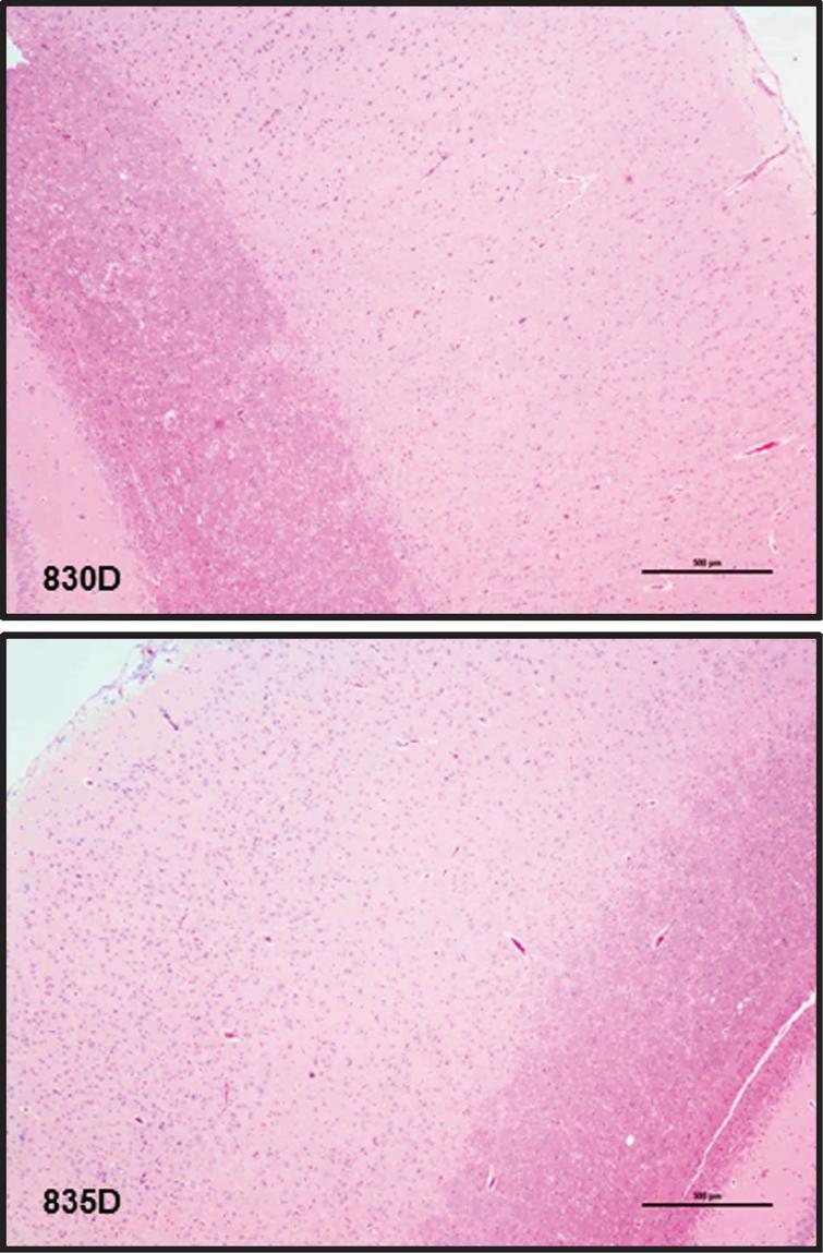 Hematoxylin and eosin stain (H&E) of rabbit brain tissue. Shown is the characteristic histology for cortex and hippocampus found in one low dose rabbit (830D) and one high dose rabbit (835D). Scale bar indicates 500 μm.