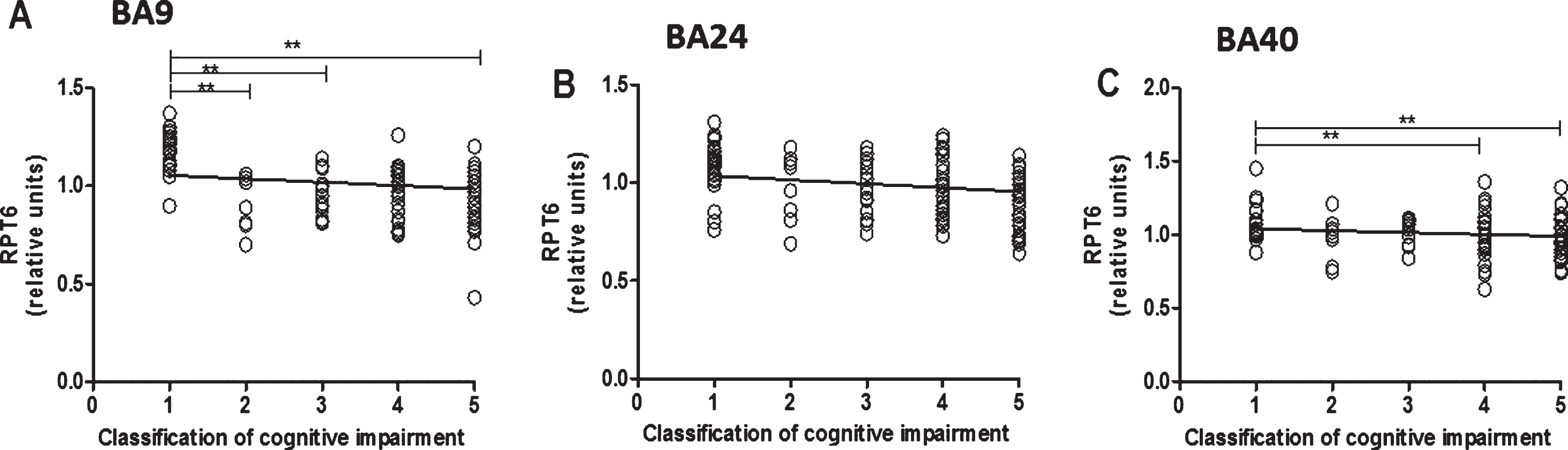 Relationship between RPT6 expression levels and cognitive impairment based upon MMSE classification. 19S ATPase RPT6, proteasome sub-unit values protein levels in BA9, BA24, and BA40 predicted cognitive impairment. Regression analysis showed RPT6 levels in BA9, BA24, and BA40 of control, DLB, PDD, and AD to be significant predictors of the cognitive impairment category ([BA9] R2 = 0.297, beta = –0.545, degree of freedom [df] = 1, 102, t = –6.571, p = 0.001, [BA24] R2 = 0.04, beta = –0.206, df = 1, 99, t = –2.09, p = 0.039, [BA40] R2 = 0.180, beta = –0.425, df = 1, 105, t = –4.807, p = 0.001]. The analysis of variance (ANOVA) for the model was significant (p = 0.0001). The difference in mean RPT6 levels between cognitive impairment groups was analyzed by one-way ANOVA and the Bonferroni post hoc test, which revealed RPT6 levels in BA9 to be significantly higher in controls compared with the other groups (one-way ANOVA F = 17.82, d.f.  = 4 and 99, p = 0.001; Bonferroni post hoc test). In BA40, RPT6 levels were significantly lower in people with moderate dementia (10%, p = 0.033) and with severe dementia (19%, p = 0.001) compared with controls. The difference in mean RPT6 levels between cognitive impairment groups in BA24 was not found to be significant (one-way ANOVA p > 0.05). (**p < 0.01).