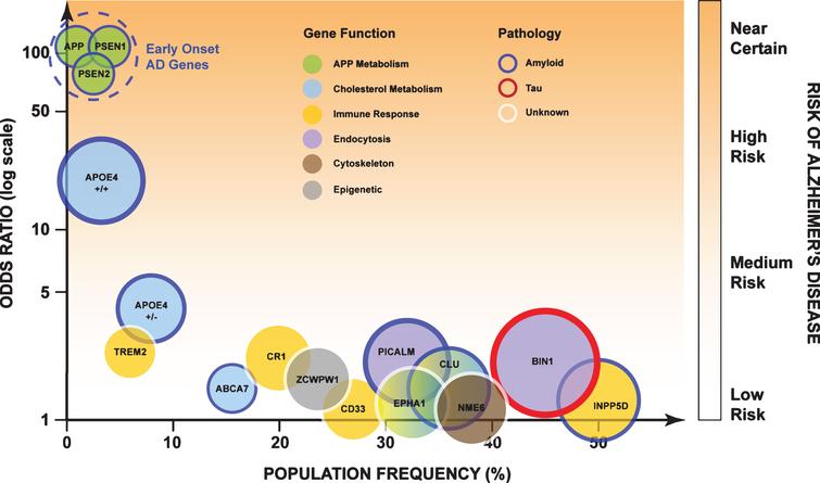 Genetic risk factors for AD and their general role in physiological function. High risk genes are associated with increased severity of the disease and earlier age of onset, with low risk genetic factors age of onset is delayed and disease severity is less. The area of each circle is proportional to each genes’ population attributable fraction (PAF). “Larger” genes have a greater influence of AD within the population. Figure adapted with permission [64].