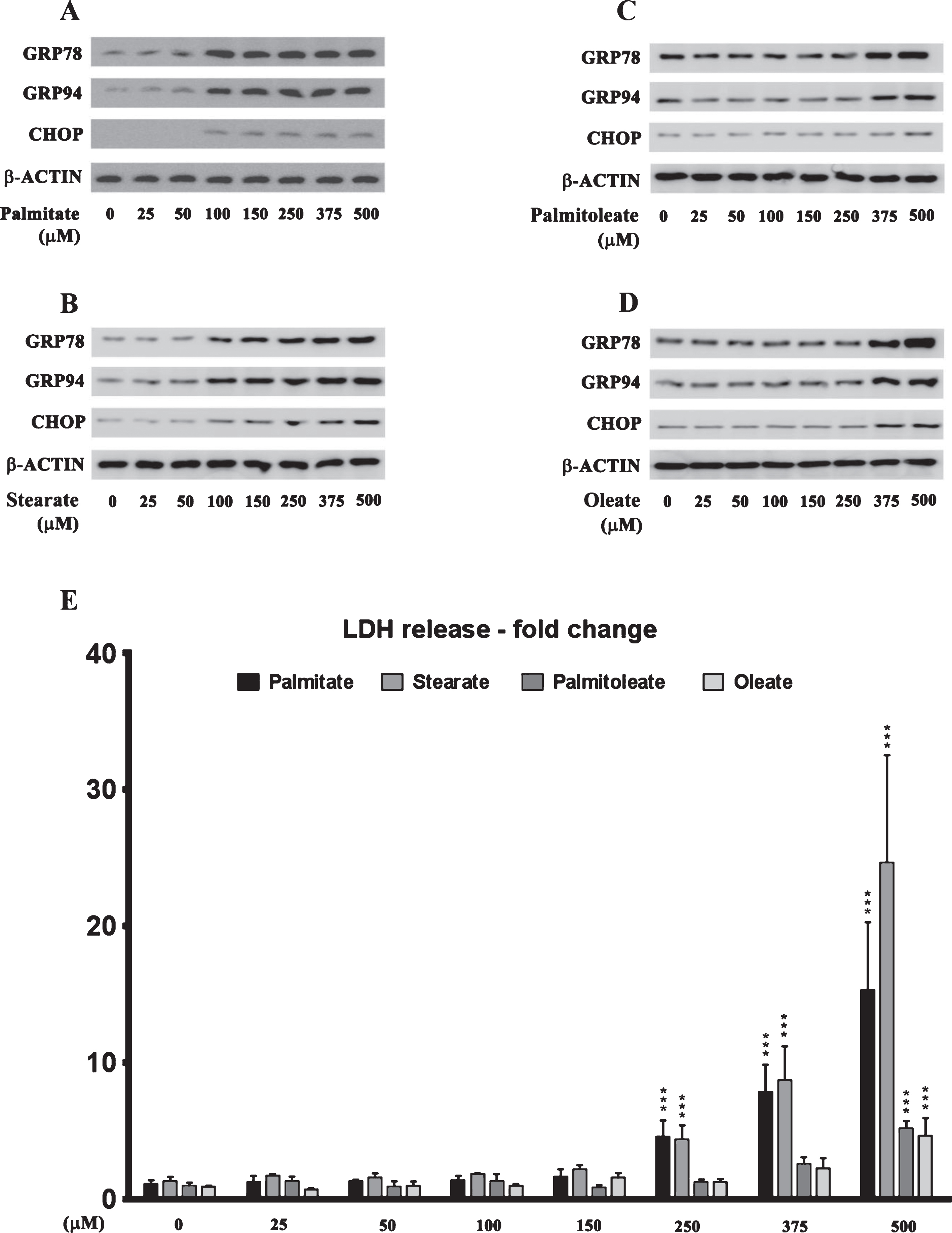 Dose response effects of the saturated fatty acids, palmitate and stearate, and their respective MUFA, palmitoleate and oleate, on the expression of ER stress markers and cell death in human neuroblastoma SH-SY5Y cells. A-D) Representative western blots show that treatment with exogenous palmitate (A) and stearate (B) at a concentration >100 μM for 24 h, while treatment with exogenous palmitoleate (C) and oleate (D) only at a concentration of >375 μM for 24 h, significantly increases the expression of ER stress markers - GRP78, GRP94, and CHOP in whole cell lysates from SH-SY5Y-APPSwe cells. E) Cell death assessed by the release of LDH in the conditioned medium shows that treatment with exogenous palmitate and stearate at a concentration >250 μM for 24 h, while treatment with exogenous palmitoleate and oleate only at a concentration of 500 μM for 24 h, evoked significant cell death in SH-SY5Y-APPSwe cells. Data is expressed as Mean±S.D and includes determination made in four (n = 4) separate cell culture experiments. ***p < 0.001 versus BSA-treated cells.