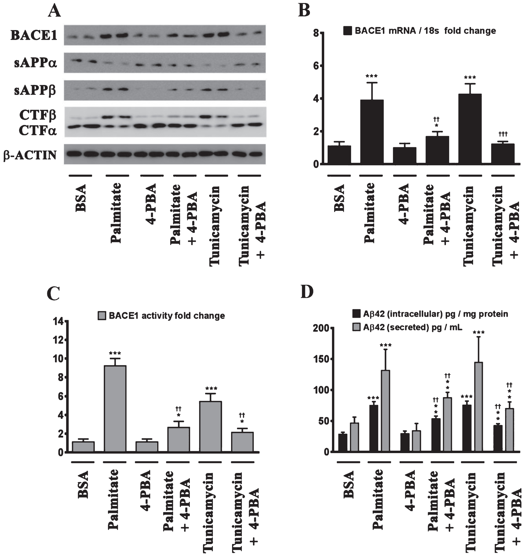 Palmitate induces BACE1 expression and subsequent Aβ genesis by inducing ER stress. A) Representative western blots show that pretreatment (for 2 h) of the human neuroblastoma cells with the molecular chaperone 4-PBA significantly precludes the palmitate-induced increase in BACE1 protein levels accompanied by a decrease in the amyloidogenic processing of AβPP as evidenced by a decrease in the palmitate-induced increase in sAβPPβ and CTFβ levels concomitant with an increase in the palmitate-induced decrease in sAβPPα and CTFα levels in the whole cell homogenates from SH-SY5Y-APPSwe cells. B, C) Pretreatment with 4-PBA attenuates the palmitate-induced increase in BACE1 mRNA expression (B) and BACE1 activity (C) in SH-SY5Y-APPSwe cells. D) ELISA immunoassays show that pretreatment with 4-PBA significantly attenuates the exogenous palmitate treatment-induced increase in the levels of the intracellular Aβ1 - 42 species in the whole cell lysates and secreted Aβ1 - 42 species in the conditioned media, from SH-SY5Y-APPSwe cells. Pretreatment (for 2 h) with the molecular chaperone 4-PBA also significantly precludes the Tunicamycin-induced increase in the following - BACE1 protein levels (A), BACE1 mRNA expression (B) and BACE1 activity (C), and intracellular as well as secreted Aβ1 - 42 species (D), in SH-SY5Y-APPSwe cells. Data is expressed as Mean±S.D and includes determination made in four (n = 4) separate cell culture experiments. *p < 0.05, **p < 0.01, ***p < 0.001 versus BSA-treated cells; ††p < 0.01, †††p < 0.001, versus palmitate-treated cells or Tunicamycin-treated cells.