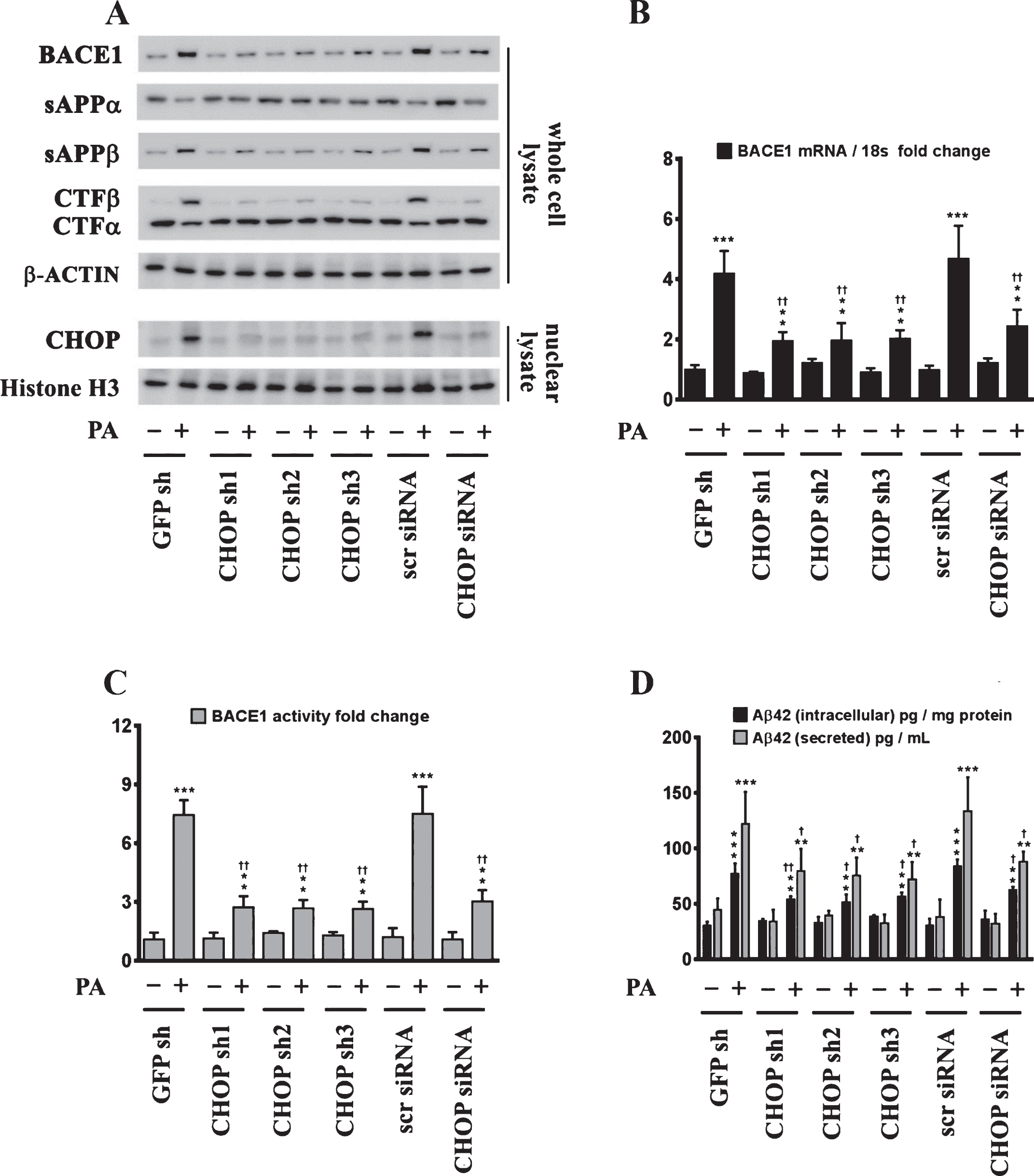 CHOP mediates the palmitate-induced increase in BACE1 expression and subsequent Aβ genesis. A) Representative western blots show that knocking-down CHOP expression using a RNAi approach significantly attenuates the palmitate-induced increase in BACE1 protein levels accompanied by a decrease in the amyloidogenic processing of AβPP as evidenced by a decrease in the palmitate-induced increase in sAβPPβ and CTFβ levels concomitant with an increase in the palmitate-induced decrease in sAβPPα and CTFα levels in the whole cell homogenates from SH-SY5Y-APPSwe cells. B, C) Knocking-down CHOP expression attenuates the palmitate-induced increase in BACE1 mRNA expression (B) and BACE1 activity (C) in SH-SY5Y-APPSwe cells. D) ELISA immunoassays show that knocking-down CHOP expression significantly mitigates the exogenous palmitate treatment-induced increase in the levels of the intracellular Aβ1 - 42 species in the whole cell lysates and secreted Aβ1 - 42 species in the conditioned media, from SH-SY5Y-APPSwe cells. Data is expressed as Mean±S.D and includes determination made in four (n = 4) separate cell culture experiments. **p < 0.01, ***p < 0.001 versus BSA-treated GFP knock-down cells or BSA-treated scrambled siRNA transfected cells; †p < 0.05, ††p < 0.01, versus palmitate-treated GFP knock-down cells or palmitate-treated scrambled siRNA transfected cells. PA, palmitic acid.