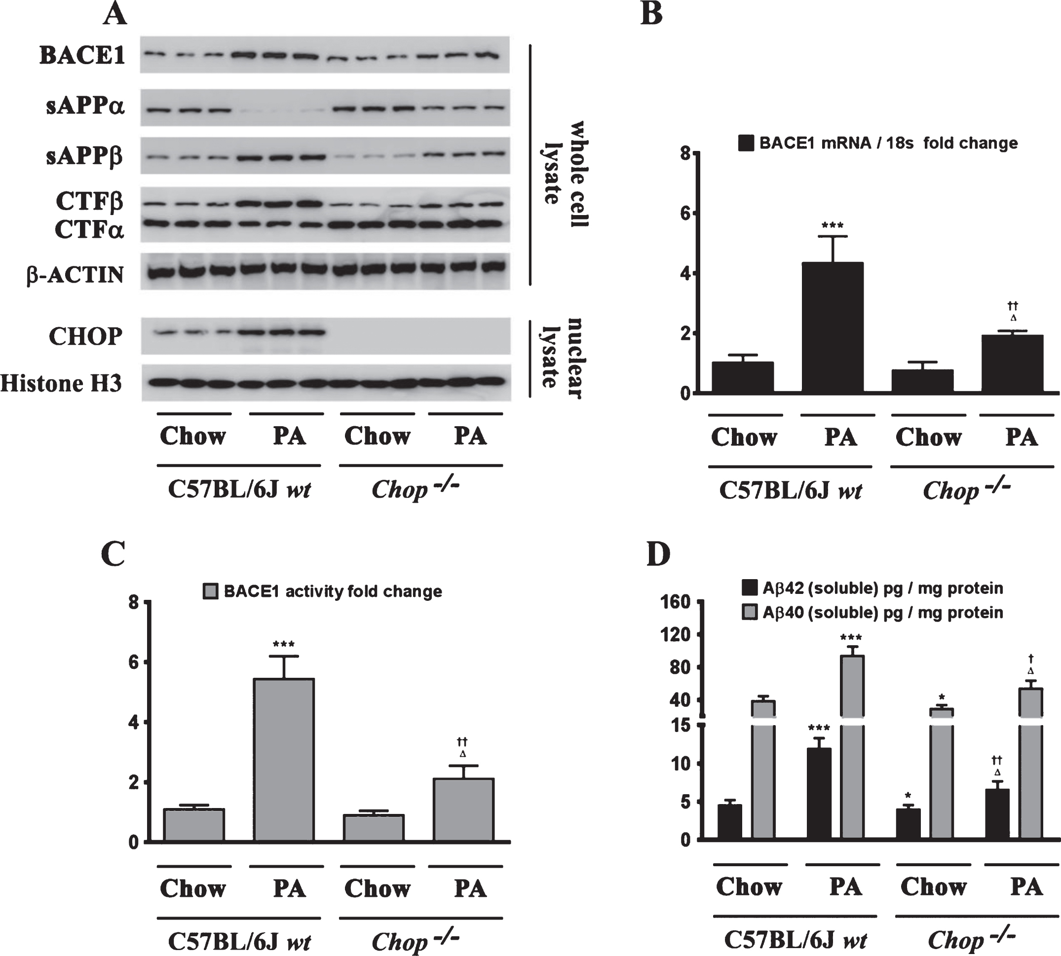 Chop–/– mice are significantly protected from the palmitate-enriched diet-induced increase in BACE1 expression and ensuing Aβ genesis. A) Representative western blots show that nine-month-old Chop–/– mice fed a palmitate-enriched diet for three months, do not exhibit the increase in BACE1 protein levels as well as the accompanying increase in sAβPPβ and CTFβ levels concomitant with a decrease in sAβPPα and CTFα levels, to the same degree in the hippocampal region compared to the C57BL/6J wild-type mice fed a palmitate-enriched diet. B, C) Chop–/– mice fed a palmitate-enriched diet do not exhibit the increase in BACE1 mRNA expression (B) and BACE1 activity (C), to the same degree in the hippocampal region compared to the C57BL/6J wild-type mice fed a palmitate-enriched diet. D) ELISA immunoassays show that the Chop–/– mice fed a palmitate-enriched diet have significantly lower levels of total formic acid-soluble Aβ1 - 40 and Aβ1 - 42 species in the hippocampus, compared to the C57BL/6J wild-type mice fed a palmitate-enriched diet. Data is expressed as Mean±S.D and includes determination made in six (n = 6) different animals from each group. *p < 0.05, ***p < 0.001 versus C57BL/6J wild-type mice fed a control chow diet; †p < 0.05, ††p < 0.01, versus C57BL/6J wild-type mice fed a palmitate-enriched diet; Δp < 0.05 versus Chop–/– mice fed a control chow diet. PA, palmitic acid.