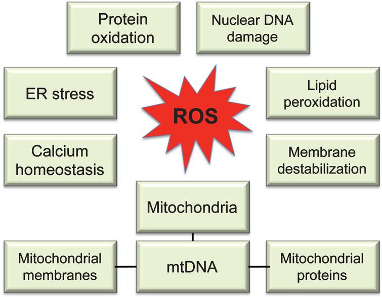 Molecular targets of ROS. While multiple sites in the cell can contribute to ROS production, uncontrolled ROS generation in mitochondria could impair a major source of energy in the cell resulting in detrimental consequences to the whole cellular environment. Intermediate levels of ROS can gradually affect multiple cellular functions including loss of synaptic activity, while critically damaged mitochondria can trigger a release of cytochrome c activating apoptosis.