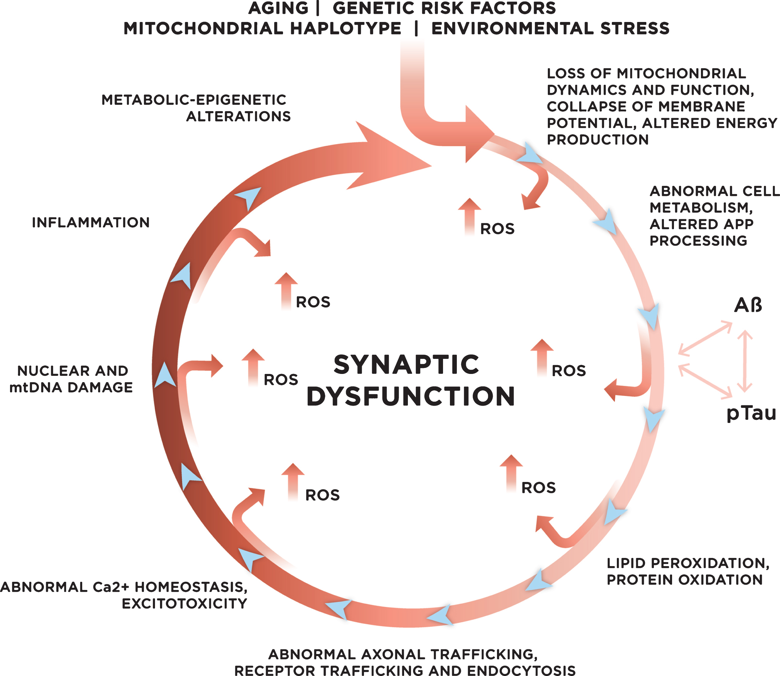 Genetic and environmental risk factors contribute to the development of late onset sporadic AD. With age, increased mitochondrial dysfunction and ROS production could initiate a vicious cycle where multiple systems and mechanisms affected by ROS exacerbate ROS production, accelerating cellular damage, and leading to synaptic dysfunction.