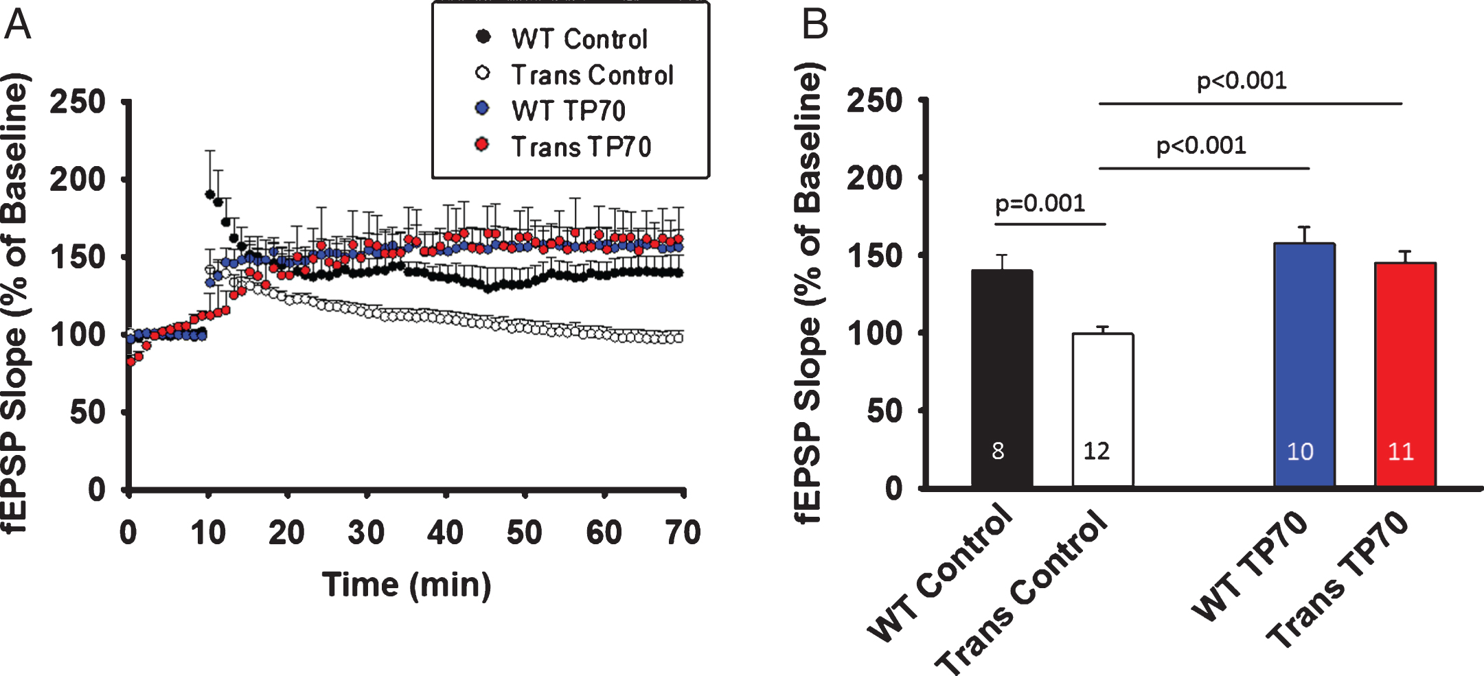 TP70 treatment mitigates hippocampal LTP deficits in 5xFAD mice. 5xFAD (Trans) mice and WT littermates at 15-16 months of age were intraperitoneally injected either 25 mg/kg TP70 or equal volume of vehicle. The mice were sacrificed 24 h later and hippocampal slices obtained for recording. A) Traces and time course of LTP induction showing that TP70 treatment of 5xFAD mice enhanced the amplitude of LTP to the levels not different from those of WT mice. B) Summary bar plot showing the average fEPSP slope at 45 min after high frequency stimulation. Data were compiled from recordings using slices obtained from 3 mice per group. The number within each bar indicates the number of slices used for recording.