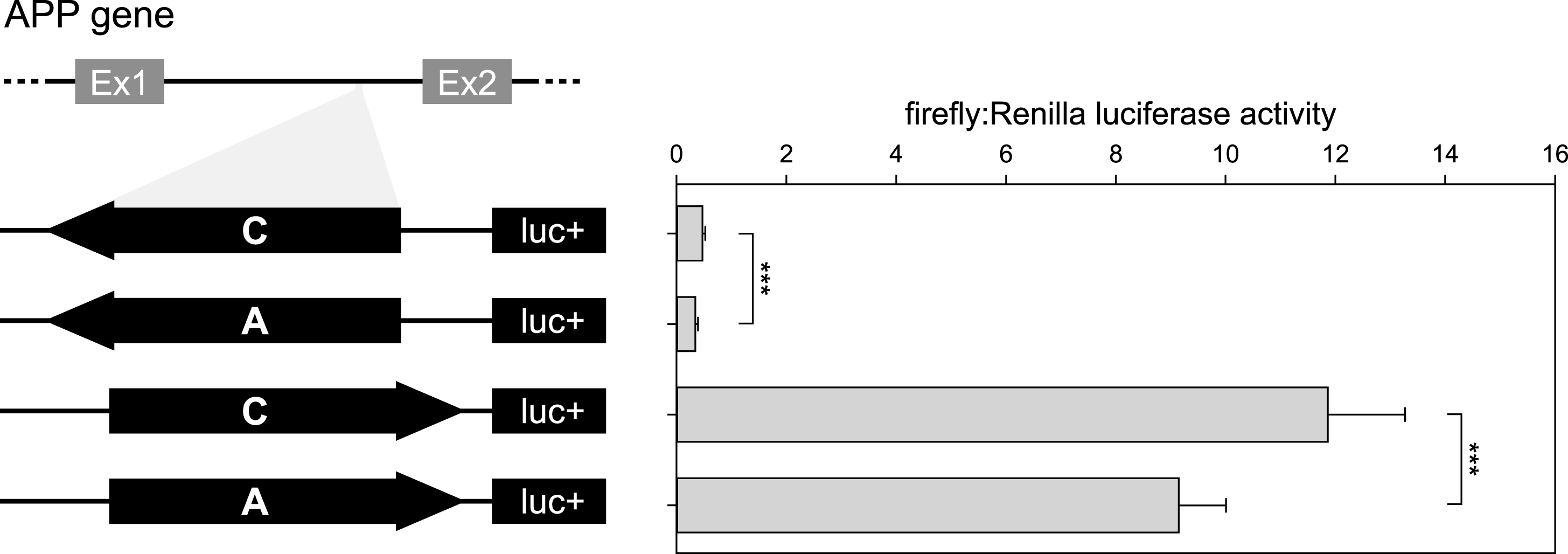 Results of luciferase reporter assays of APP intronic fragment bearing rs2830077 SNP in HEK293FT cell line. On the left: Schematic drawing of the constructs used in the luciferase assay system. On the right: Corresponding transcription efficiency measurements, which were done in triplicates from 6 independent experiments. Results are expressed as a ratio of firefly to Renilla luciferase activity (means±SD) ***p < 0.001.