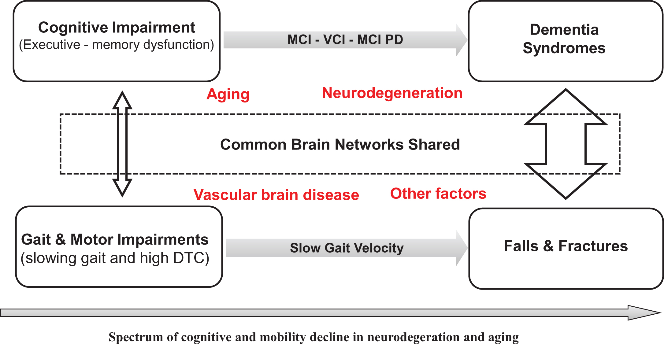 Potential mechanism affecting the common brain structures and networks that regulate gait control and cognitive performance. Adapted from Montero-Odasso et al. [5].