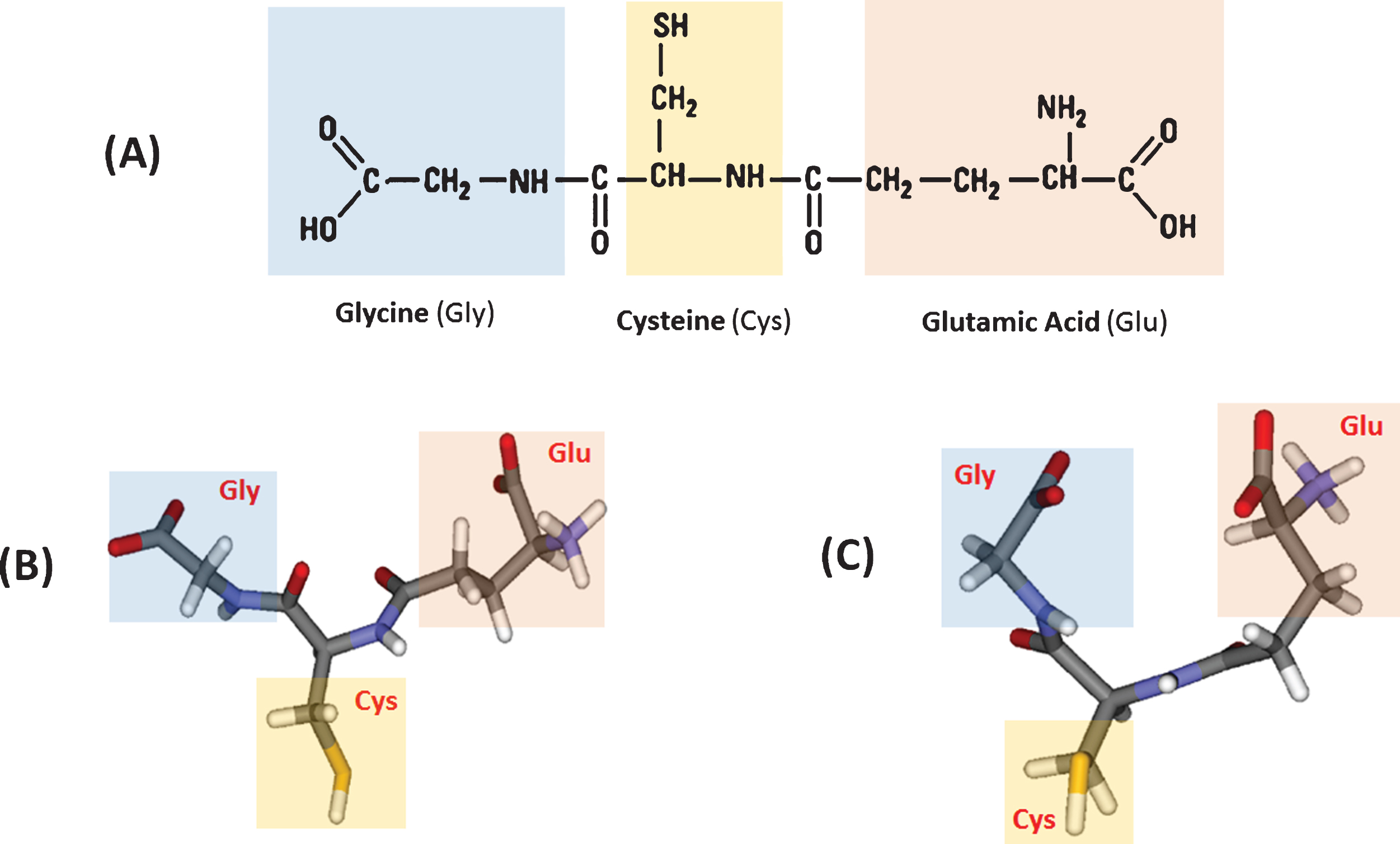 Glutathione and its structural conformations. (A) Molecular structure of glutathione, (B) the extended, and (C) the folded conformations (modified from [4]; copyright permission obtained from the publisher).