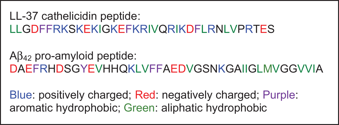 Amino acid sequences: human cathelicidin peptide LL-37 (so named because it comprises 37 amino acids) and the human amyloid-β peptide, Aβ42.
