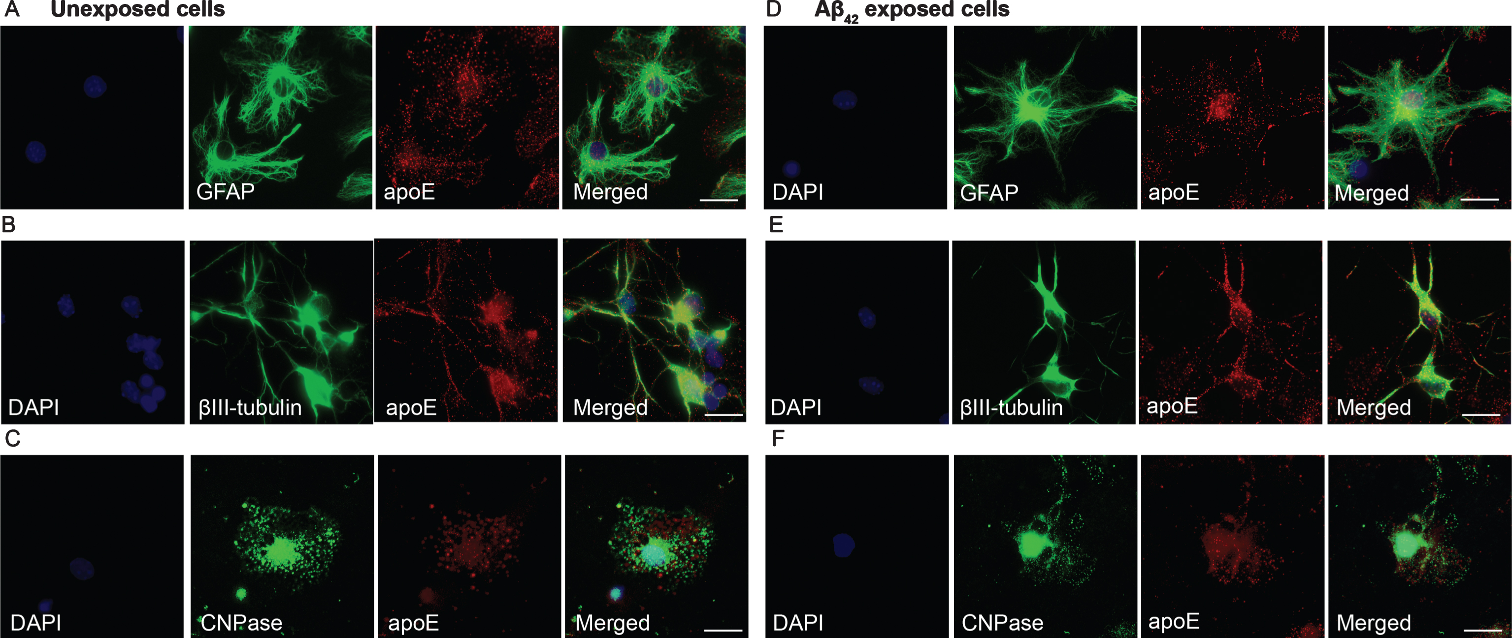 Immunostainings of apoE shows a similar intracellular expression pattern in Aβ42 protofibril exposed and unexposed cells. Astrocytes (A), neurons (B), and oligodendrocytes (C) from day 2 revealed that apoE was expressed in all three cell types, although to a greater extent in astrocytes and neurons than in oligodendrocytes. Following Aβ42 protofibril exposure, astrocytes displayed a high apoE expression around the nucleus, but a vesicular, dotted expression pattern was also found close to the plasma membrane, indicating a possible apoE secretion (D). Neurons showed a widespread expression of apoE throughout the cell soma and the dendrites (E). Some apoE expression was also observed in the few oligodendrocytes that were present in the culture (F), however in comparison to astrocytes and neurons, the expression was very low. DAPI (blue), GFAP, βIII-tubulin, CNPase (all green), and apoE (red). Scale bars: A-F = 20μm.