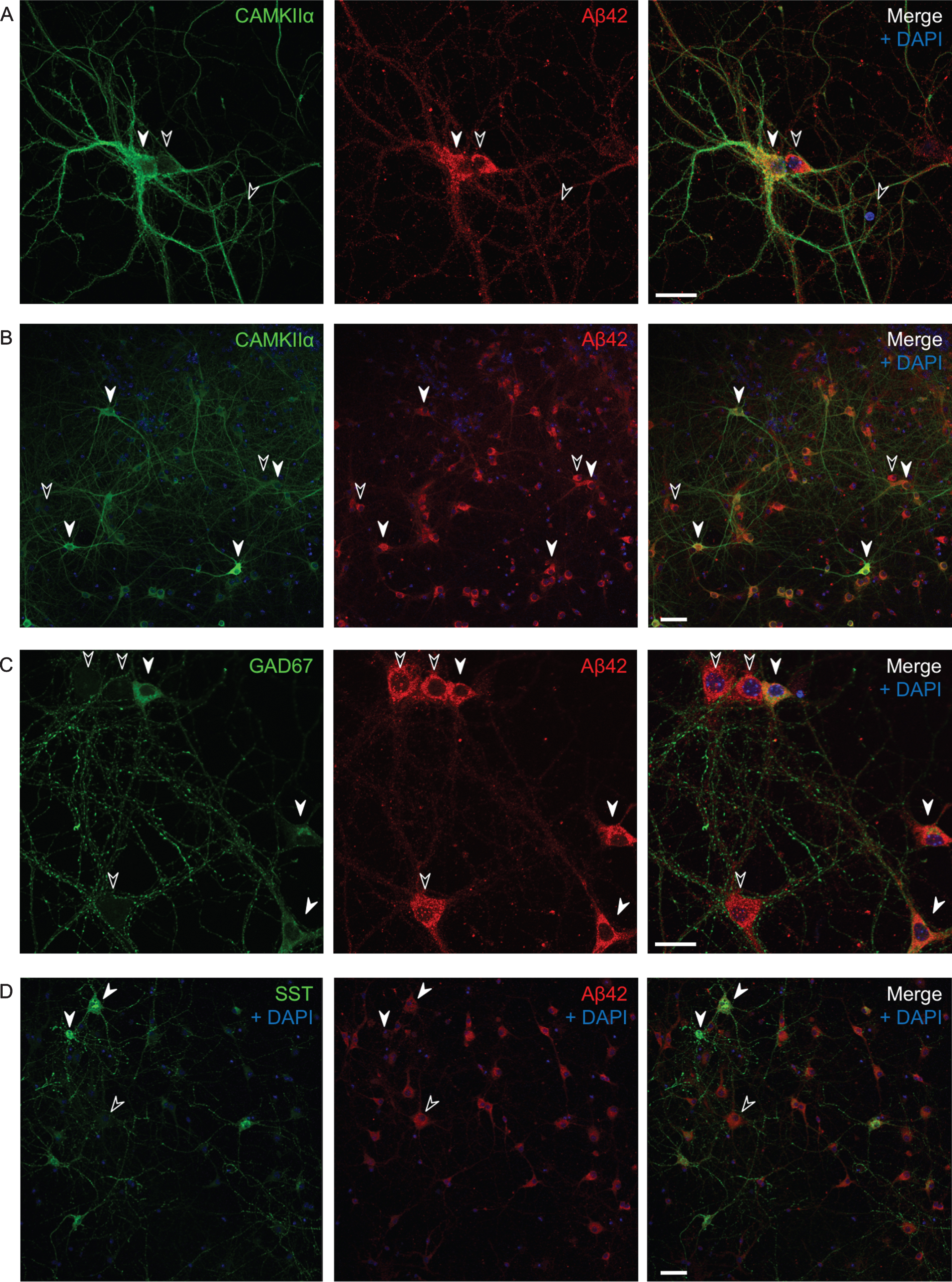 Varying endogenous Aβ42 levels in AβPP/PS1 primary neurons in culture. Immunofluorescent labeling of AβPP/PS1 primary neurons. A, B) All CAMKIIα-positive cells (white filled arrows) have high levels of Aβ1 - 42; however, so do many, but not all, CAMKIIα-negative cells as well (black arrows). Also note that the two side by side neurons in (A) with varying levels of CAMKIIα (the positive to the left and the negative to the right) have comparable high levels of Aβ1 - 42. C, D) Many GAD67-positive neurons show high levels of Aβ42 (C), however, some somatostatin positive cells have lower levels of Aβ42 (D). Scale bars 25 μm (A and C) and 50 μm (B and D).