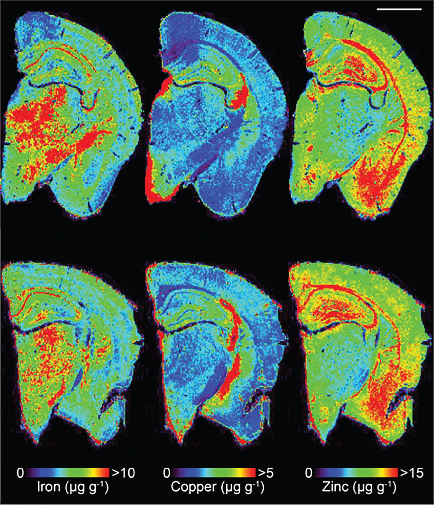 Representative LA-ICPMS schematic of SSV (top row) and trehalose (bottom row) treated Tg2576 brain sections showing Fe, Cu, and Zn. Scale bar = 1 mm.