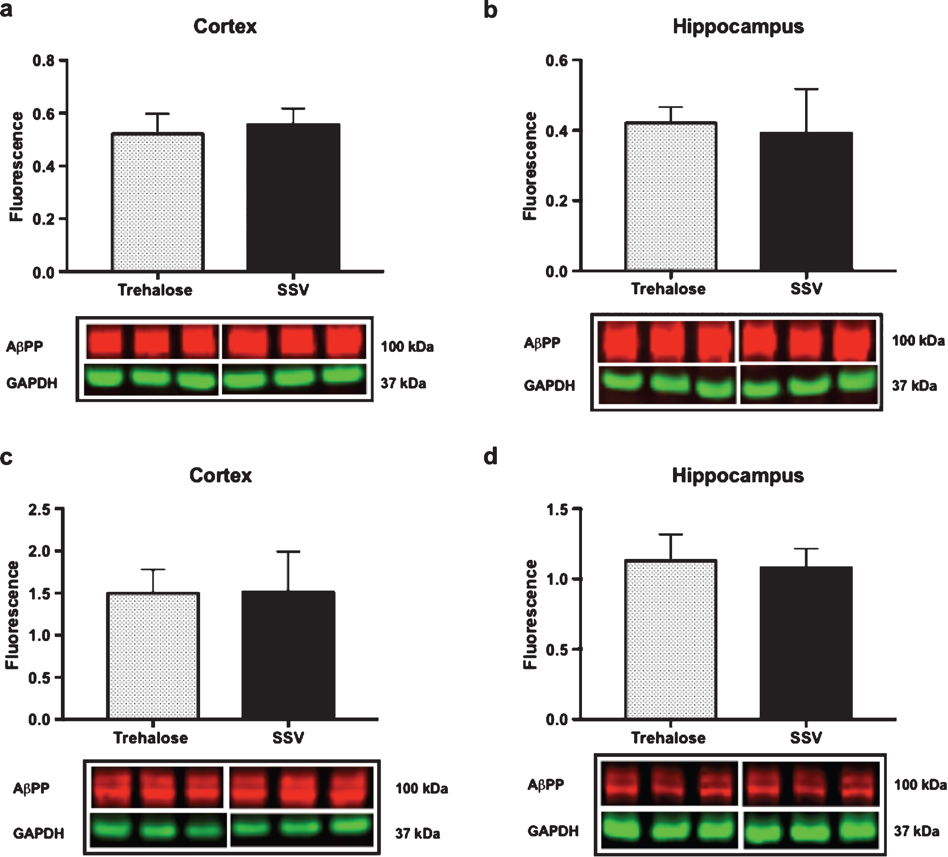 Trehalose does not alter AβPP expression. Trehalose did not significantly alter the expression of AβPP in the soluble fraction of cortex (a) or hippocampus (b), nor in the membrane fraction of cortex (c) or hippocampus (d).