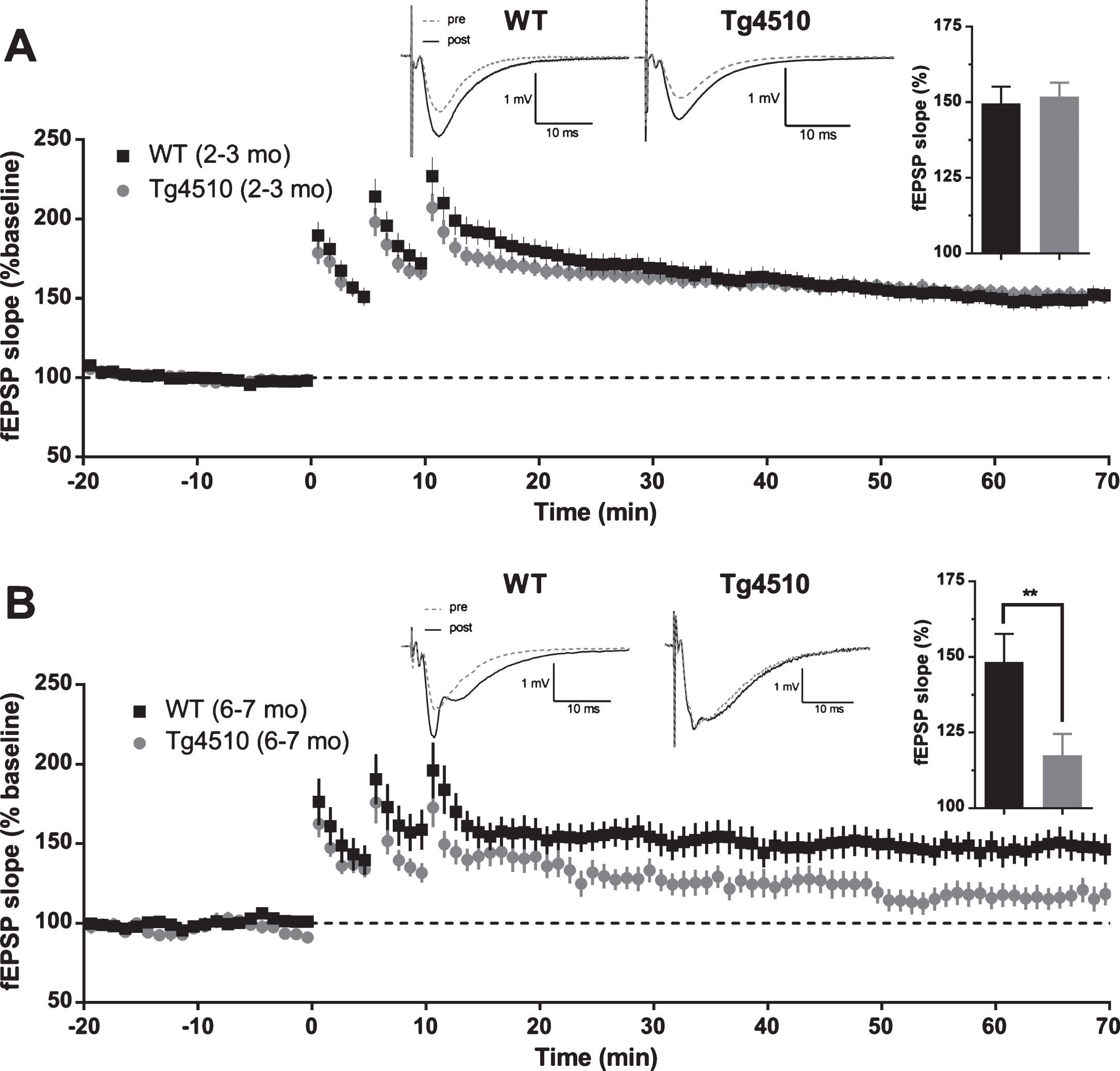 Long-term potentiation (LTP) in rTg4510 mice. A) Average baseline-normalized time course of long term potentiation of fEPSP slope in response to high frequency stimulation in 2-3-month-old rTg4510 mice. Example traces represent averaged responses (4 traces) before HFS and at 60 min post last HFS bout. (Inset). Averaged normalized response from the last 5 min of recordings (WT n = 29 slices from 9 animals; rTg4510 n = 29 slices from 9 animals; two-tailed t-test p = 0.7527). B) Average baseline-normalized time course of long term potentiation of fEPSP slope in response to high frequency stimulation in 6-7-month-old rTg4510 mice. Example traces represent averaged responses (4 traces) before HFS and at 60 min post last HFS bout. (Inset). Averaged normalized response from the last 5 min of recordings (WT n = 18 slices from 7 animals; rTg4510 n = 13 slices from 7 animals; two-tailed t-test p = 0.0199).