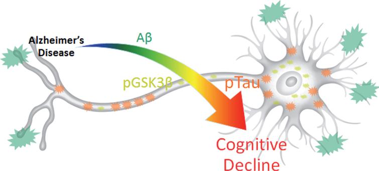 Results summary figure highlighting the physical levels of biomarkers and their corresponding correlation intensity with cognitive decline. pTau is most directly and quantitatively linked to cognitive decline despite its overall lower physical concentration and lower visual presence compared to Aβ. pGSK3β, which contributes the most to data variance in 3xTg-AD MWM escape latency, may provide the key to harnessing synergistic complex interactions between Aβ and pTau that result in cognitive decline.