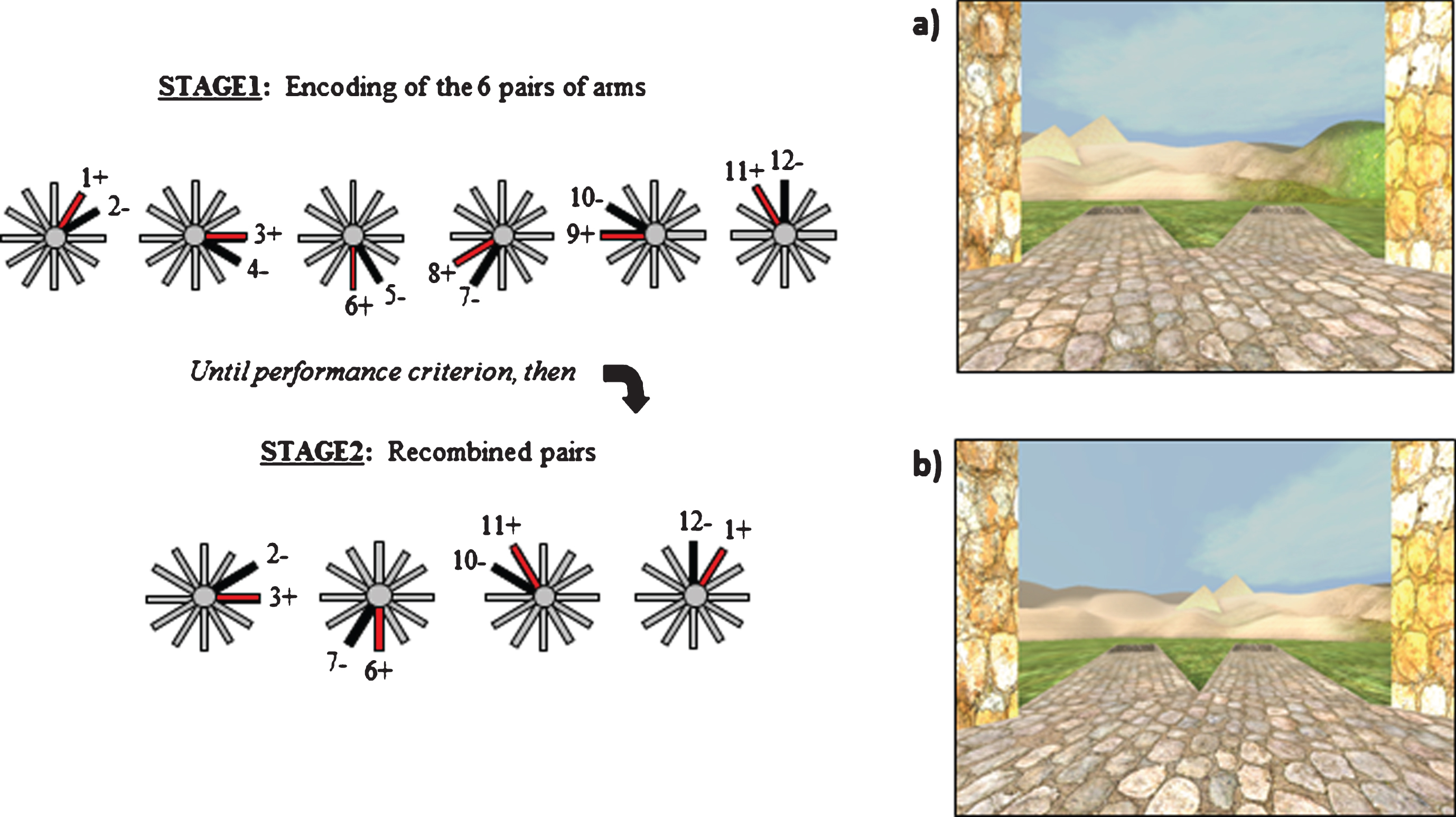 The two stages of the Concurrent Spatial Discrimination Learning Task (CSDLT) with a schematic representation of the behavioral paradigm. The CSDLT is a virtual 12-arm radial maze in which participants must learn the location of objects within six pairs of pathways using either a spatial or response strategy. a) Example of a pair of pathways presented during the learning phase where the target object would be found next to the pyramid (Stage 1). After the participants learn the location of the objects to criterion (11/12 correct choices) in 6 pairs of pathways, a probe trial is administered where the perspective shifted such that the pathways formed new pairs but the objects remain in the same locations. b) Example of a recombined pair of pathways during the probe phase (Stage 2). These probe trials allow for the dissociation of those who used a spatial strategy from those who used a response strategy. Individuals who used a spatial strategy will find target locations despite the new pairing of pathways and the change in perspective (e.g., they will take the pathway slightly to the right of the pyramids). On the other hand, older adults who used a response strategy during acquisition (e.g., when I see pyramids take a left) will make errors on the probe trial because the stimulus-response association will lead them to the incorrect pathway (e.g., when I see the pyramids, take a left).