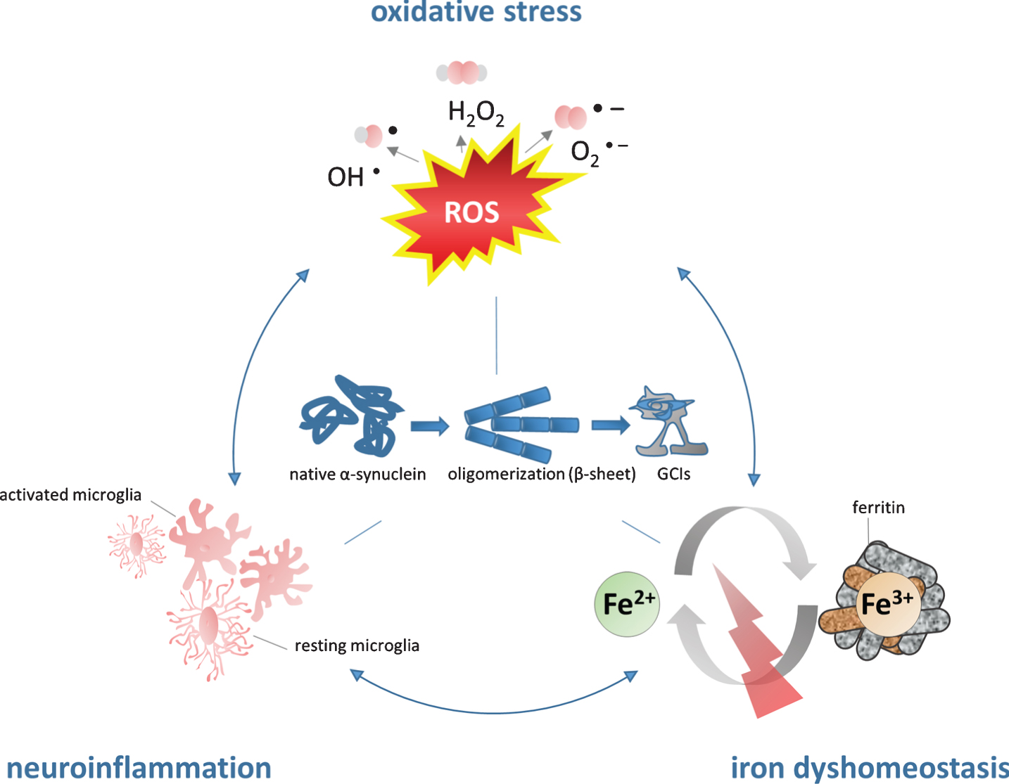 The role of iron in the pathogenesis of MSA. Iron dyshomeostasis is associated with increased levels of oxidative stress and microglial activation. The consecutive formation of a synergistic self-feeding cycle promotes α-SYN aggregation and secondary neurodegeneration. Fe2 +, ferrous form of iron, Fe3 +, ferric form of iron, GCIs, glial cytoplasmic inclusions; H2O2, hydrogen peroxide; O2-, superoxide anion; OH-, hydroxyl radical; ROS, reactive oxygen species.