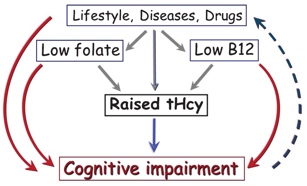 Parallel pathways for causation of cognitive impairment involving homocysteine. Raised tHcy may directly cause cognitive impairment (blue arrow). Many modifiable factors determine tHcy [3, 11]. Some of these factors may directly cause cognitive impairment (red arrows) as well as causing cognitive impairment indirectly by raising tHcy (grey arrows). Reverse causality (dashed line) could also explain the association of Hcy with cognitive impairment.