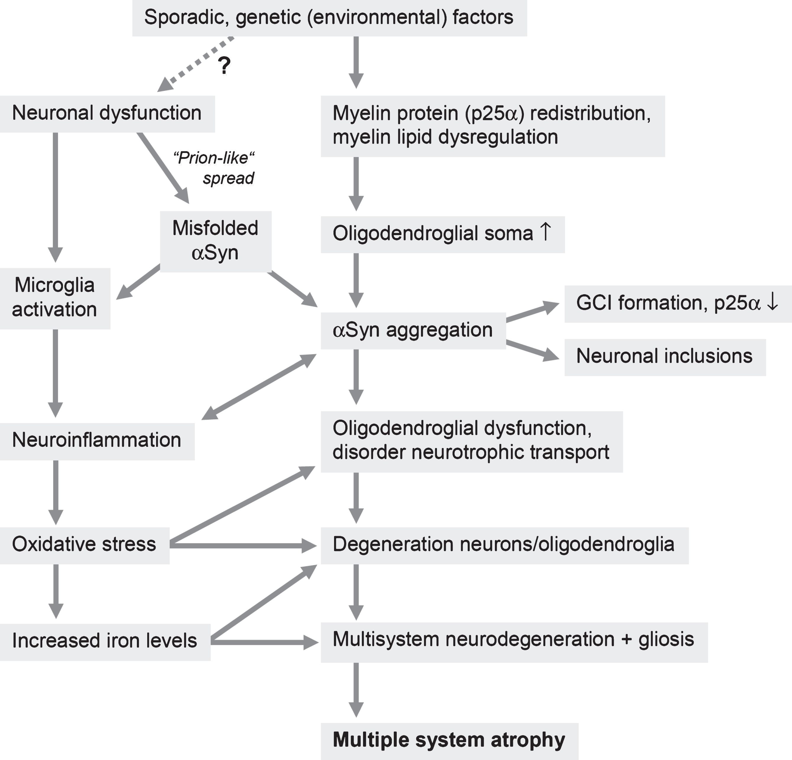 Putative pathogenic pathways of MSA (modified from [502]).