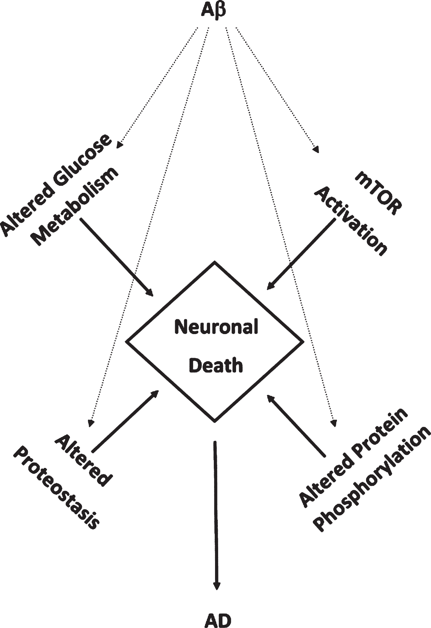 Aβ1-42-mediates accumulated oxidative damage resulting in decreased glucose metabolism, mTOR activation, altered protein homeostasis, and altered protein phosphorylation leading in neuronal death in aMCI and AD brain.