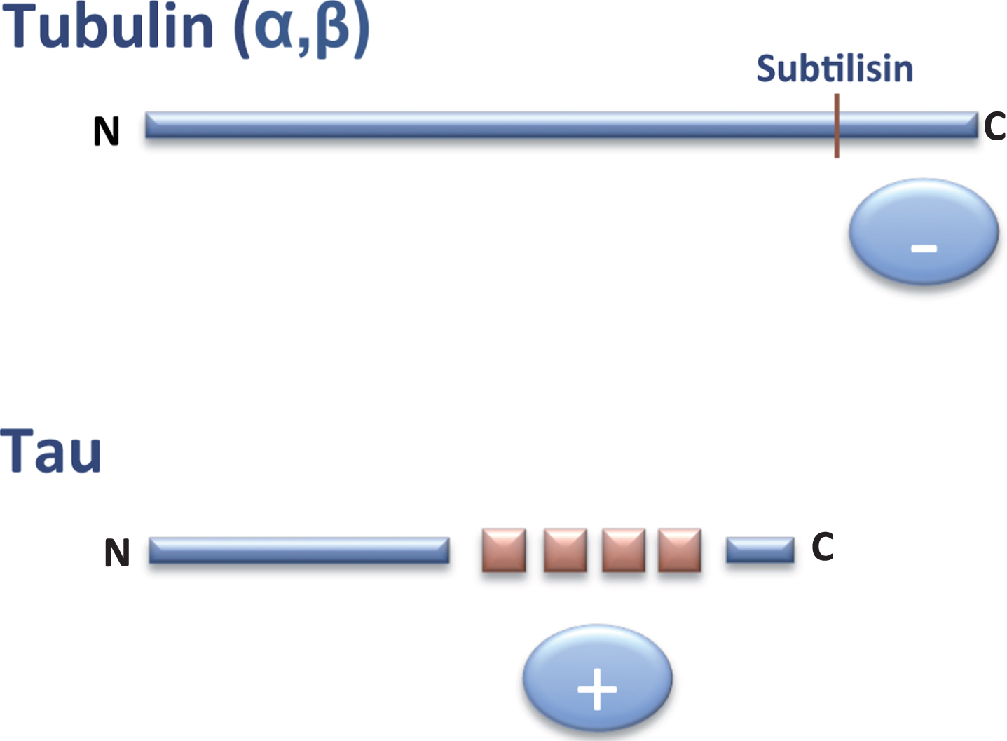 Interaction tubulin-tau. The C-terminal (–, anionic) region of tubulin can bind to the tau (+, cationic) repeats present in the C-terminal half of tau protein.