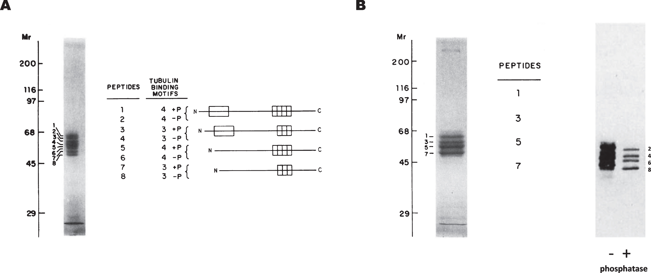 Binding of tau isoforms to polymerized microtubules. A) Porcine brain tau isoforms can be fractionated by gel electrophoresis into eight distinct peptides. The odd-numbered residues are phosphorylated whereas the even-numbered ones are not. B) Odd-numbered tau peptides can bind to microtubules and they become even-numbered upon alkaline phosphatase treatment (see [11]).