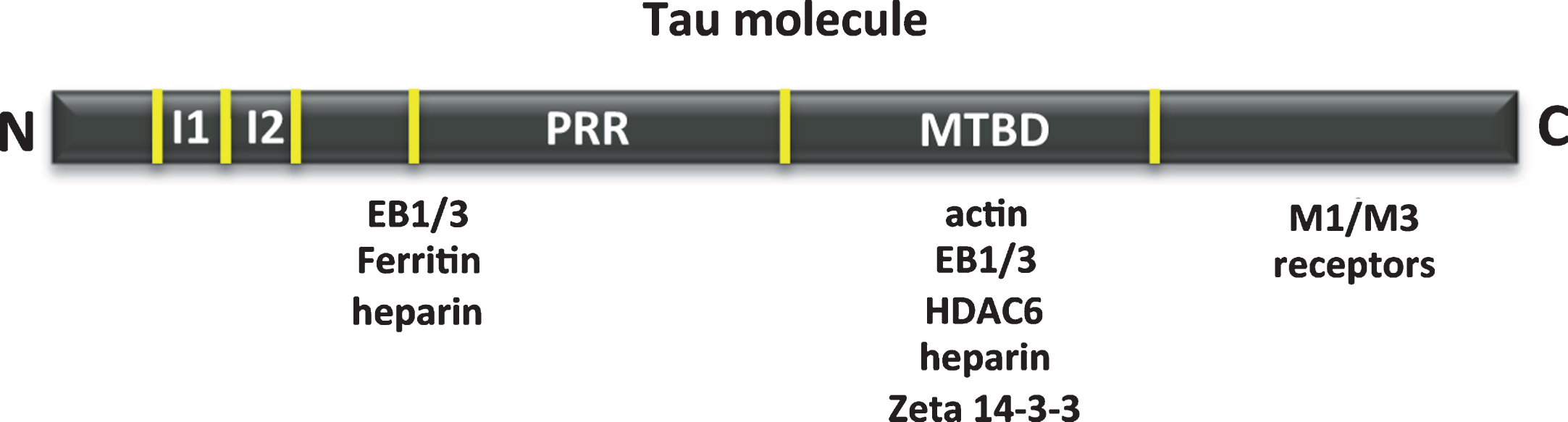Other tau-associated proteins. Map of the interaction of tau regions with various molecules, such as actin, heparin, muscarinic receptor, zeta 14-3-3 protein, EB1/3 proteins, deacetylase HDAC6 and ferritin.