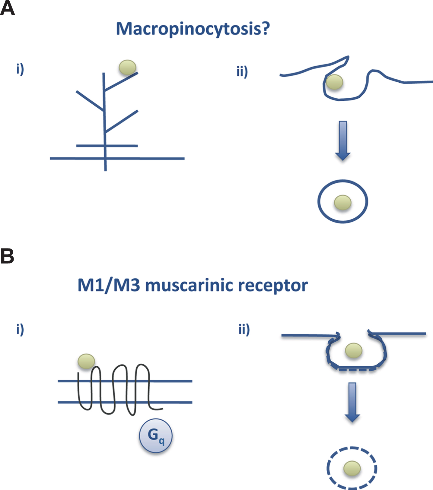 Tau endocytosis. A) Macropinocytosis could be the way by which aggregated tau interacts with neurons to go into the cell whereas (B) soluble tau may interact with the M1/M3 muscarinic receptors present in neurons (see text and [28, 52]).