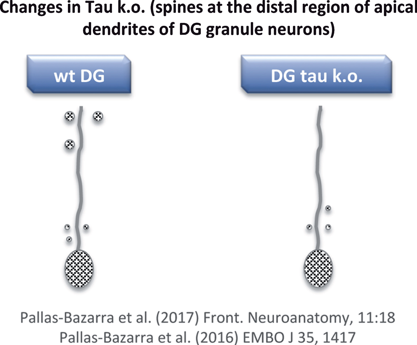 Loss of dendritic spines in some neurons of tau KO mice. Distal regions of apical dendrites of newborn granule neurons from tau KO mice show a decrease in dendritic spines compared to wild-type mice.