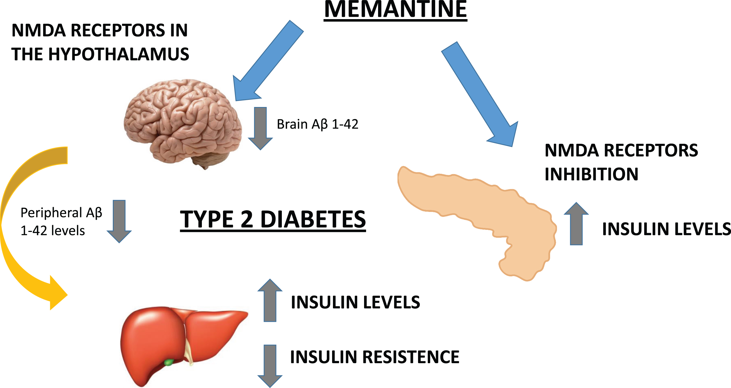 We hypothesized that the potential beneficial metabolic effects of MEM are mediated by the inhibition of peripheral (pancreatic) NMDAR and the blockade of hypothalamic Aβ1 - 42 levels. Therefore, AD could be a cognitive disorder associated to metabolic alterations both in central (insulin receptors) and peripheral areas.