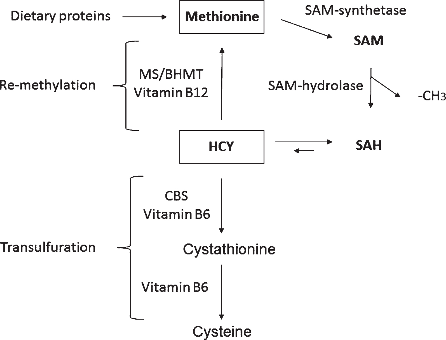 The homocysteine/methionine cycle. S-adenosylmethionine (SAM), S-adenosylhomocysteine (SAH), homocysteine (HCY), methionine synthase (MS), HCY methyltransferase (BHMT), and cystathionine beta-synthase (CBS).