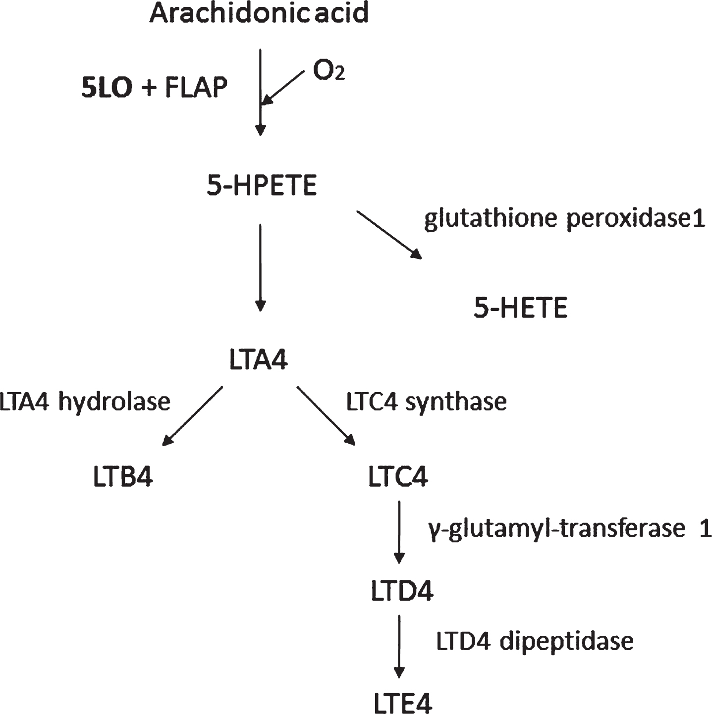 The 5LO pathway. 5LO activating protein (FLAP), 5-hydro-peroxyeicosatetraenoic acid (5-HPETE), 5-hydroxyeicosatetra-enoic acid (5-HETE), leukotriene A4 (LTA4), leukotriene B4 (LTB4), leukotriene C4 (LTC4), leukotriene D4 (LTD4), and leukotriene E4 (LTE4). The 5LO converts arachidonic acid to 5-HPETE with the aid of FLAP. 5-HPETE is then converted to 5-HETE or LTA4. Finally, LTA4 can be metabolized via a hydrolase to LTB4 or a synthase to LTC4, which via the γ-glutamyl-transferase can ultimately be transformed into LTE4 by the action of a specific dipeptidase.