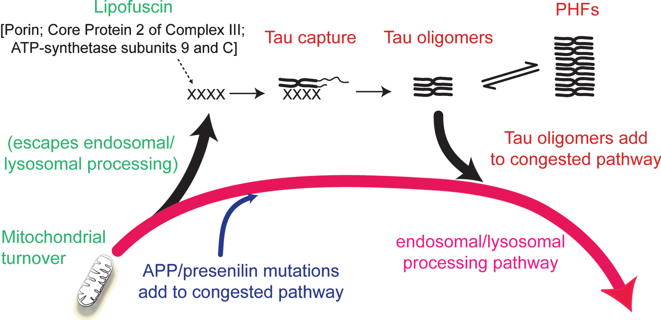 Involvement of the endosomal–lysosomal pathway in removal of aggregated proteins. Congestion of the clearance pathway associated with progressive age-related failure of normal mitochondrial turnover leads to release of products of failed clearance which become seeds for triggering tau aggregation. The resulting tau oligomers add to congestion in the pathway and themselves catalyze further tau aggregation. The tau aggregation cascade proceeds by an autocatalytic process of binding and proteolysis of tau, initiated through its capture of by-products of failed mitochondrial clearance resulting from age-related failure of endosomal–lysosomal processing. Source: From Wischik et al., Biochem Pharmacol 88, 529–539, 2014.