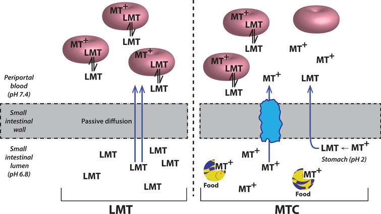Cellular uptake of methylthioninium species. A model to explain the complex absorption characteristics of MT leading to differential disposition of LMT and MTC. Source: From Baddeley et al., J Pharmacol Exp Ther 352, 110-118, 2015.