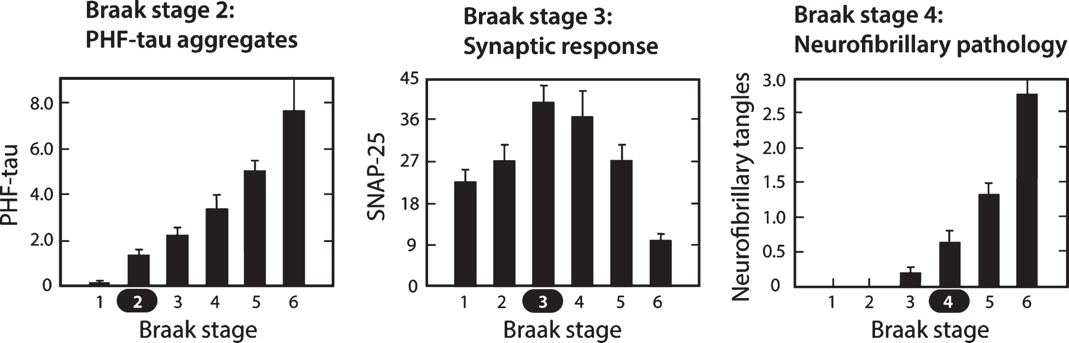 Molecular changes in neocortex by Braak staging. Proteolytically stable PHFs are present in neocortex from Braak stage 2 onwards (A); levels of SNAP-25 (as well as synaptophysin and syntaxin, not shown) increase significantly at Braak stage 3 and decline only after Braak stage 5 (B); significant numbers of neurofibrillary tangles are not observed until Braak stage 4 and beyond (C). Measures determined for frontal and temporal cortices. Source: Adapted from Mukaetova-Ladinska et al., Am J Pathol 157, 623-636, 2000, with permission of Elsevier.
